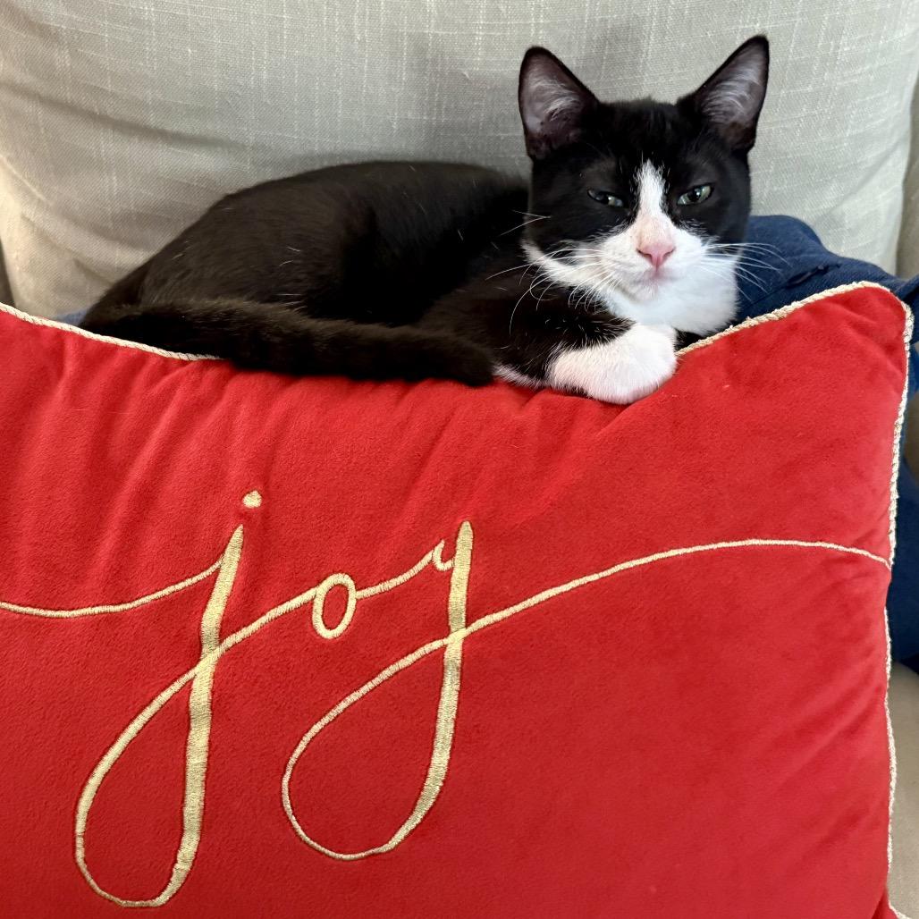 Enlarge Ringo, a Adoptable Domestic Short Hair in Tustin, CA image 4/4