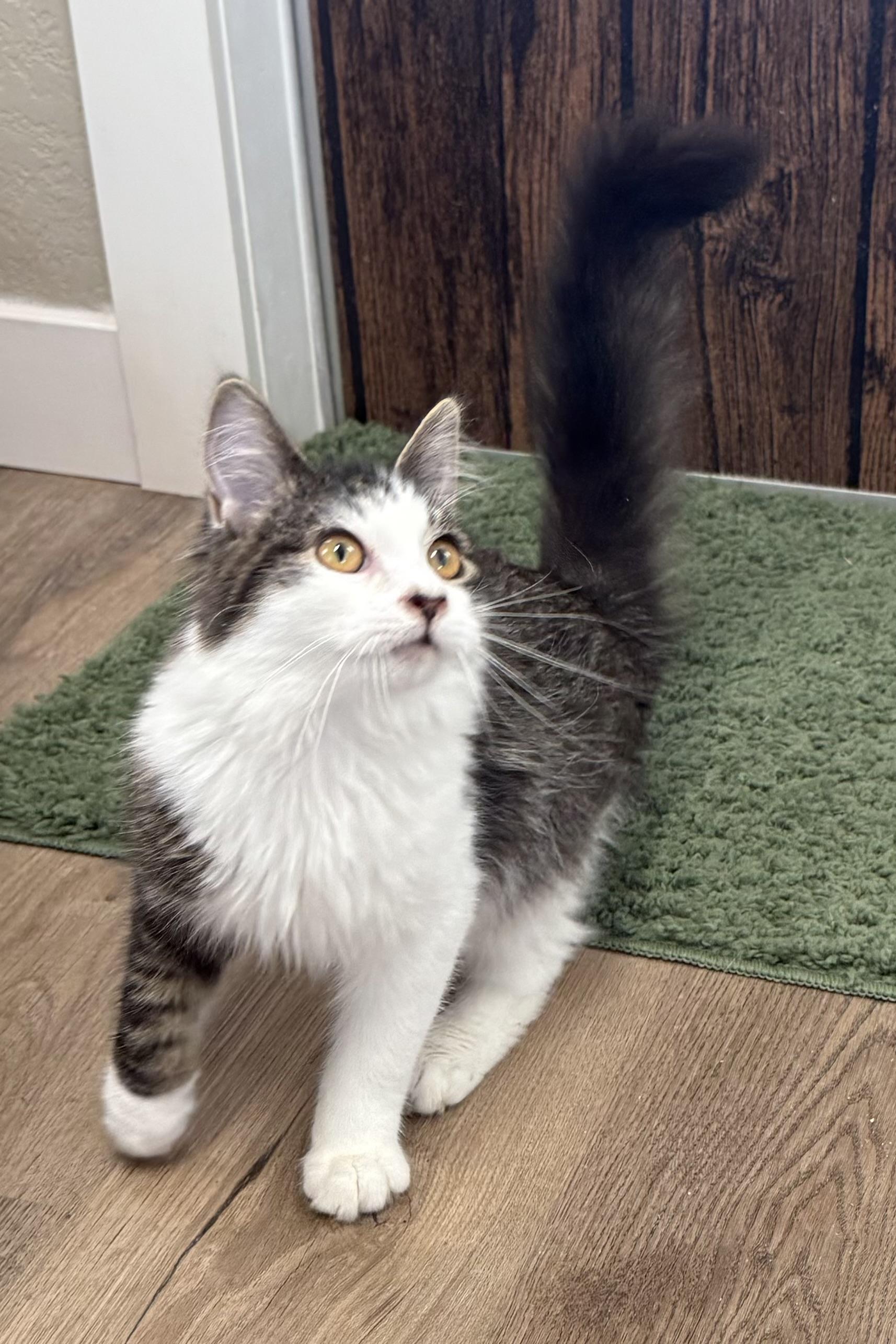 Enlarge Bali, an adopted Domestic Long Hair in Plant City, FL image 2/2