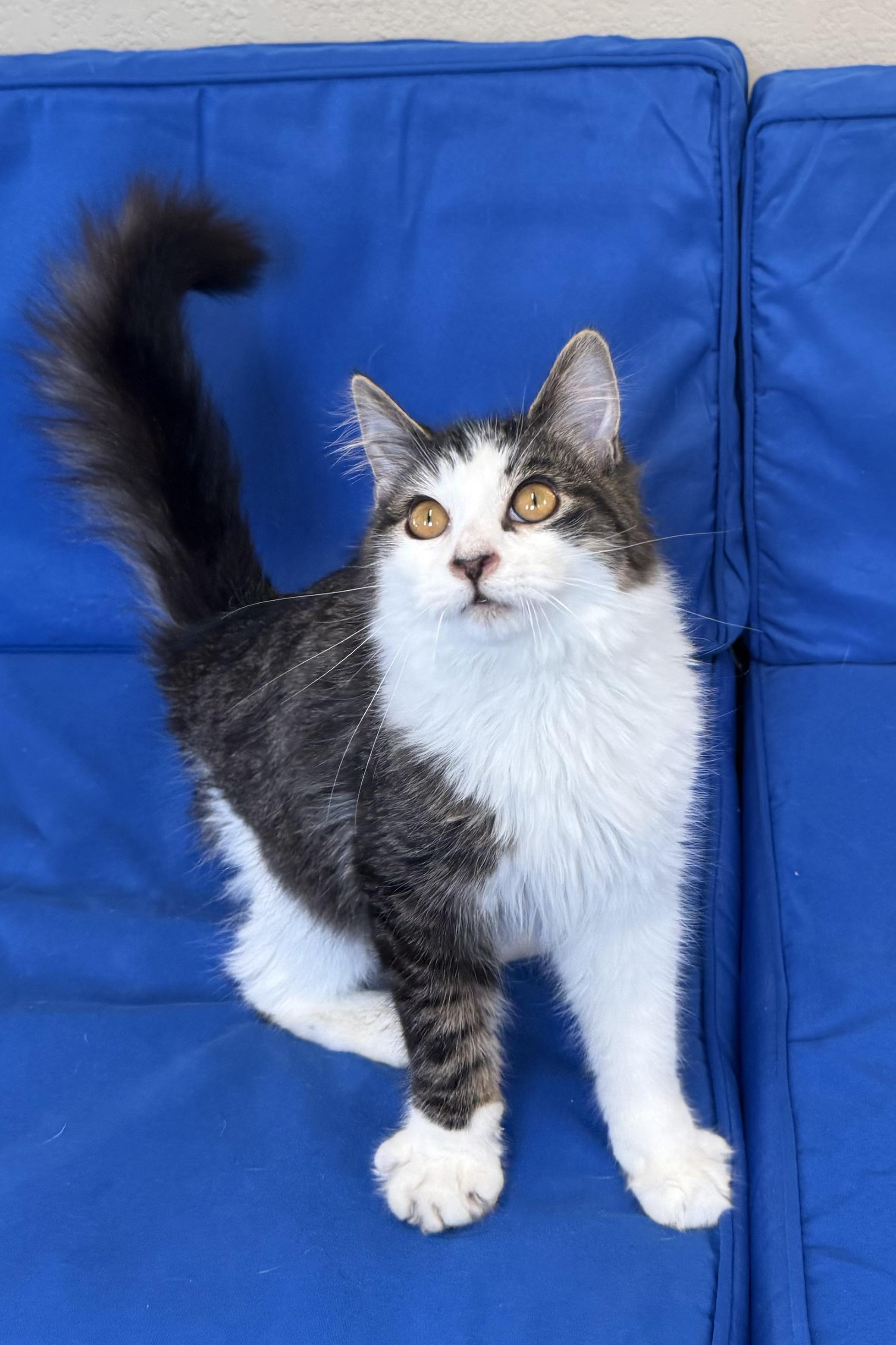 Bali, adopted, Young Female Domestic Long Hair.