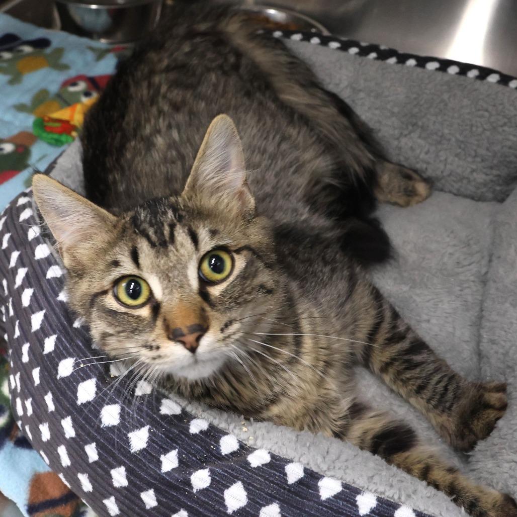 Enlarge Firefly, a Adoptable Domestic Short Hair in Chaska, MN image 1/3