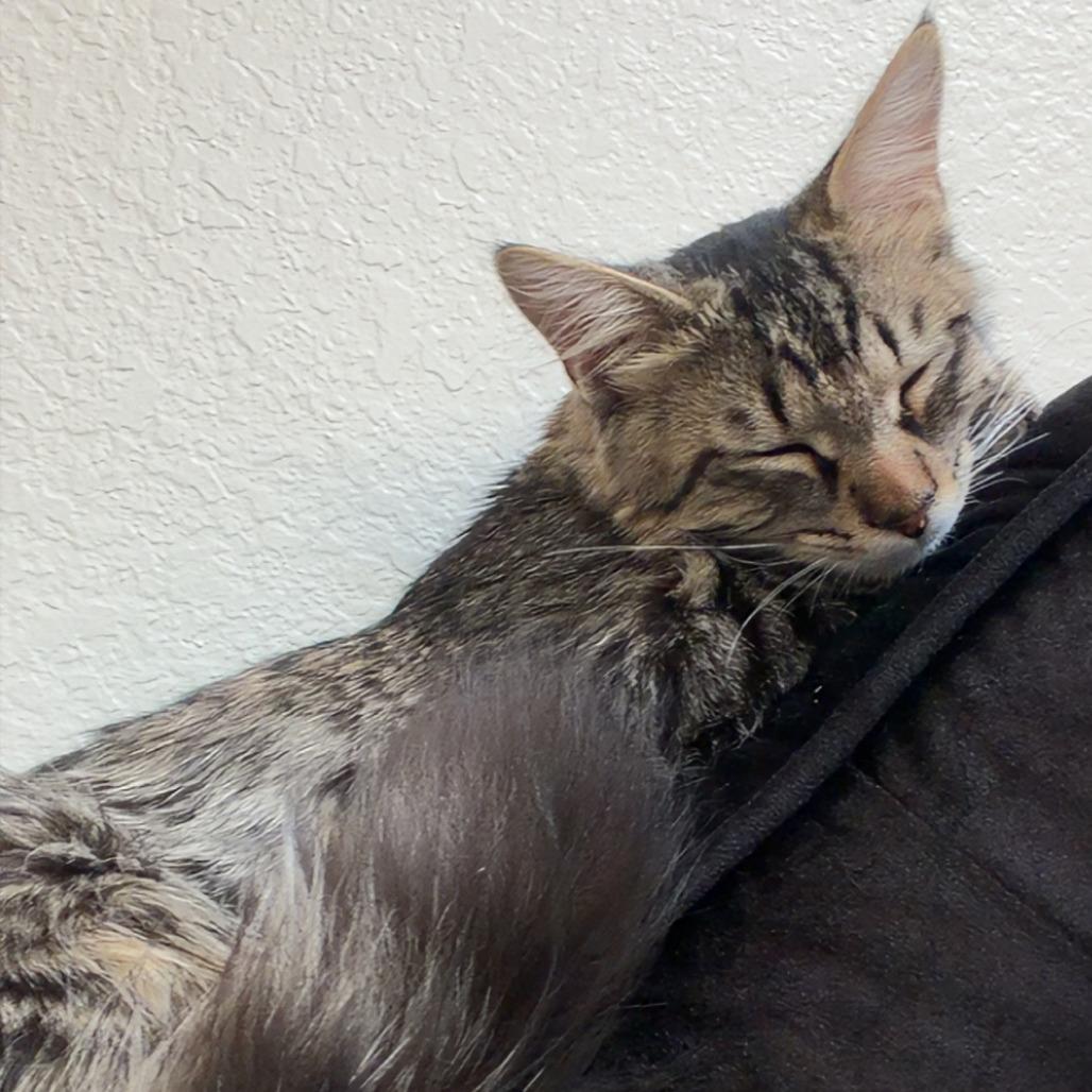 Enlarge Firefly, a Adoptable Domestic Short Hair in Chaska, MN image 2/3