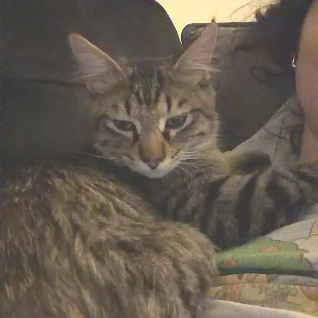 Enlarge Firefly, a Adoptable Domestic Short Hair in Chaska, MN image 3/3