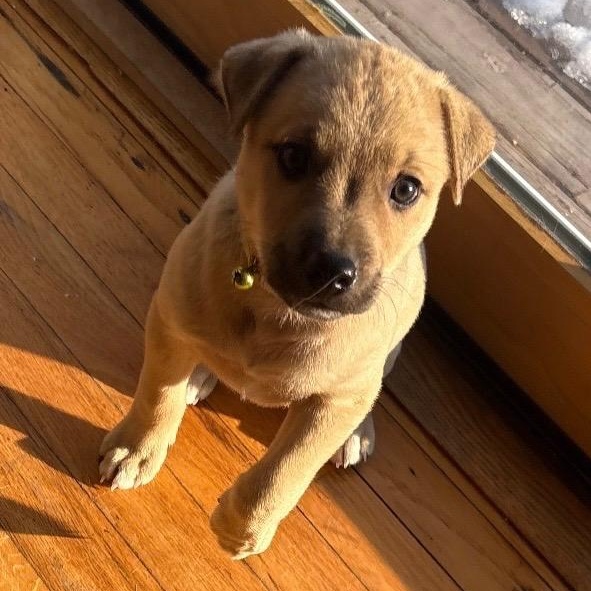 Cupid - A Puerto Rican Prince, Adoptable, Puppy Male Yellow Labrador Retriever.