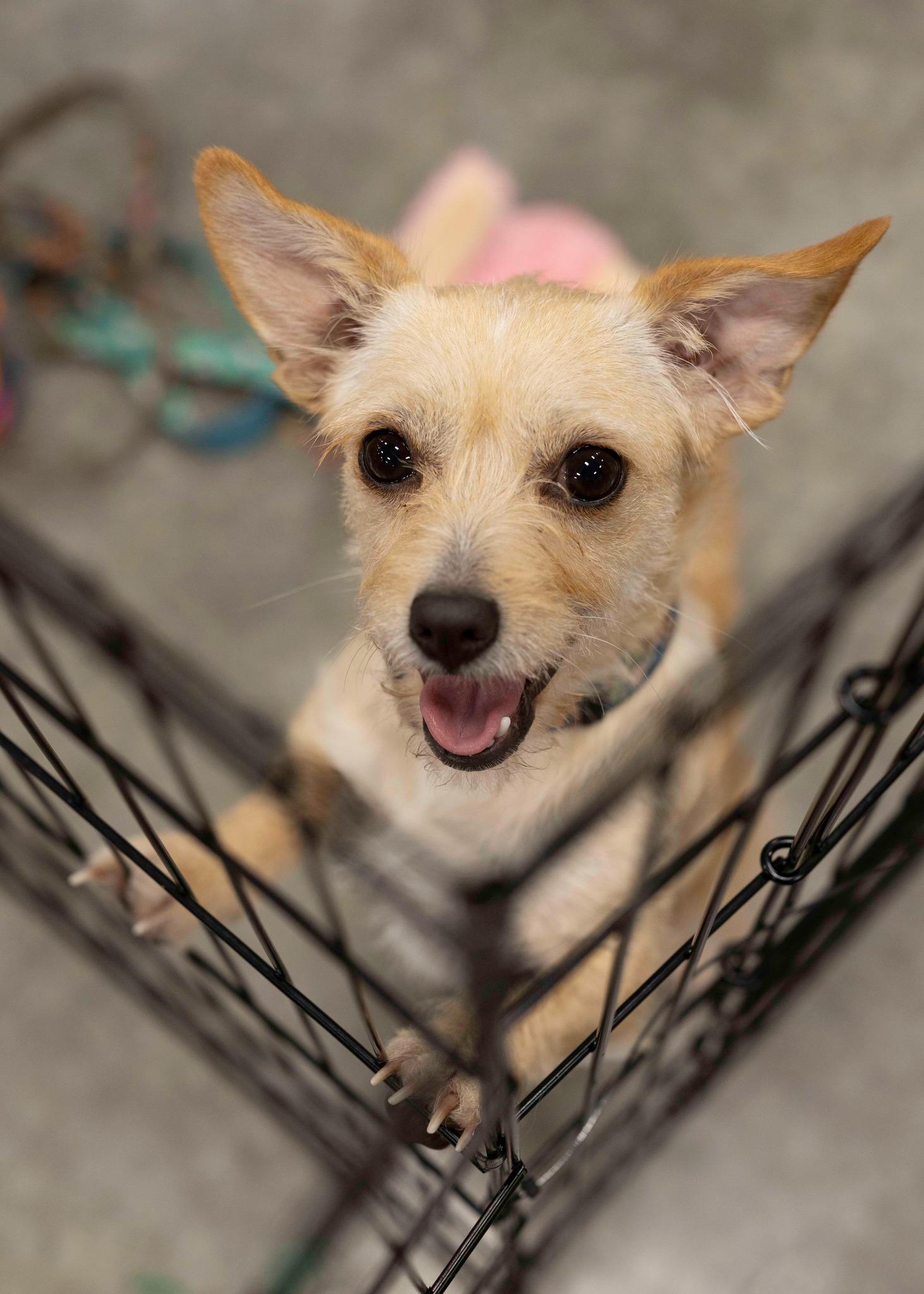 Enlarge Luna Bea, a Adopted mixed breed in West Richland, WA image 1/3