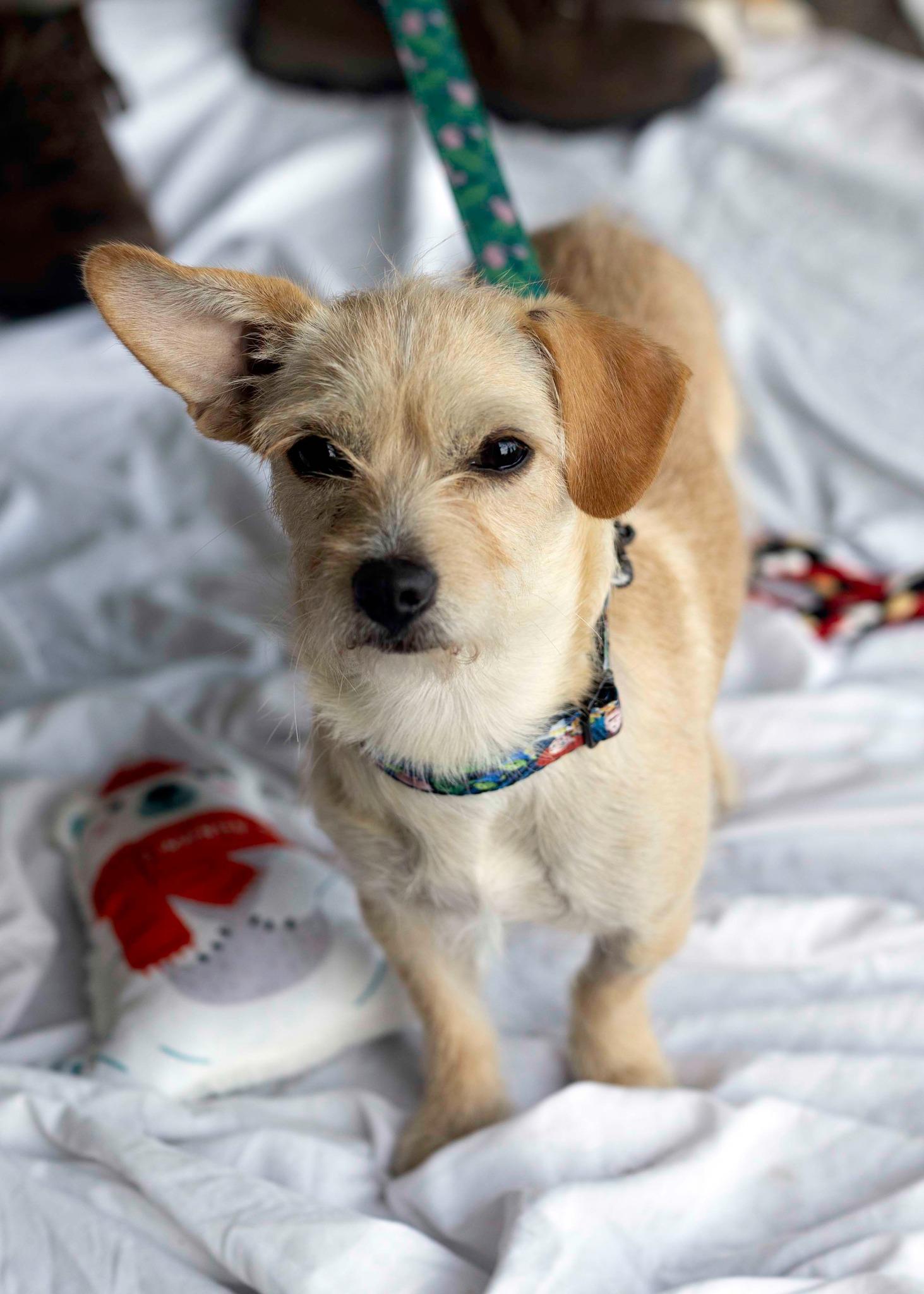 Enlarge Luna Bea, a Adopted mixed breed in West Richland, WA image 3/3