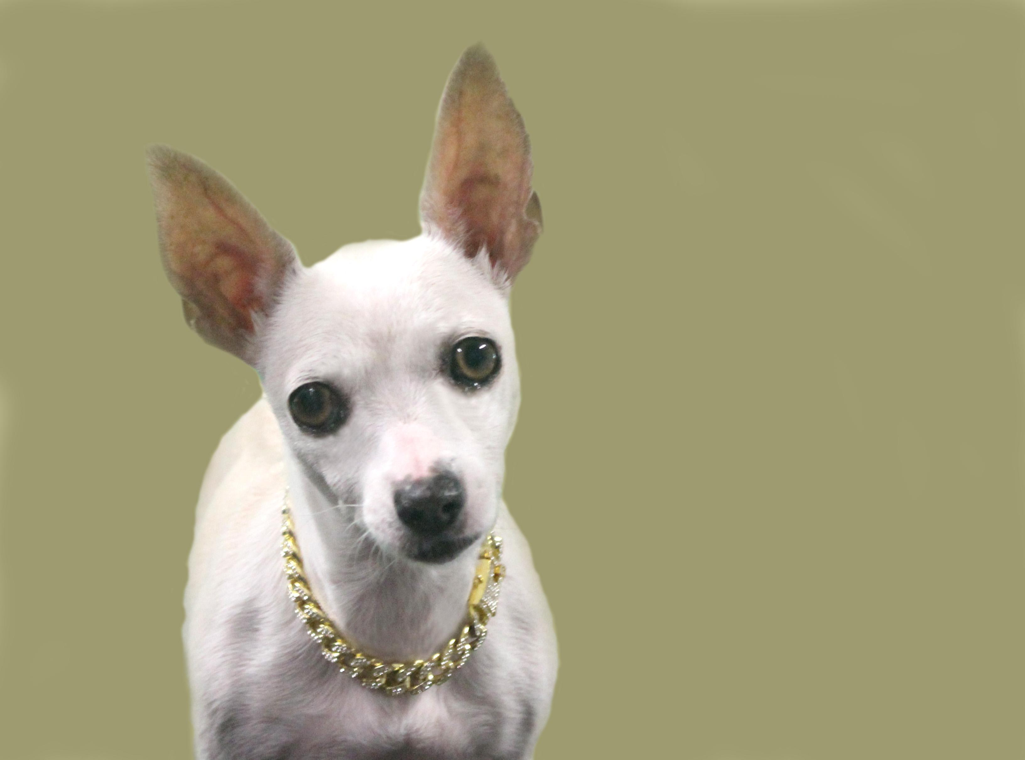 STELLA LUNA, Adoptable, Adult Female Chihuahua.