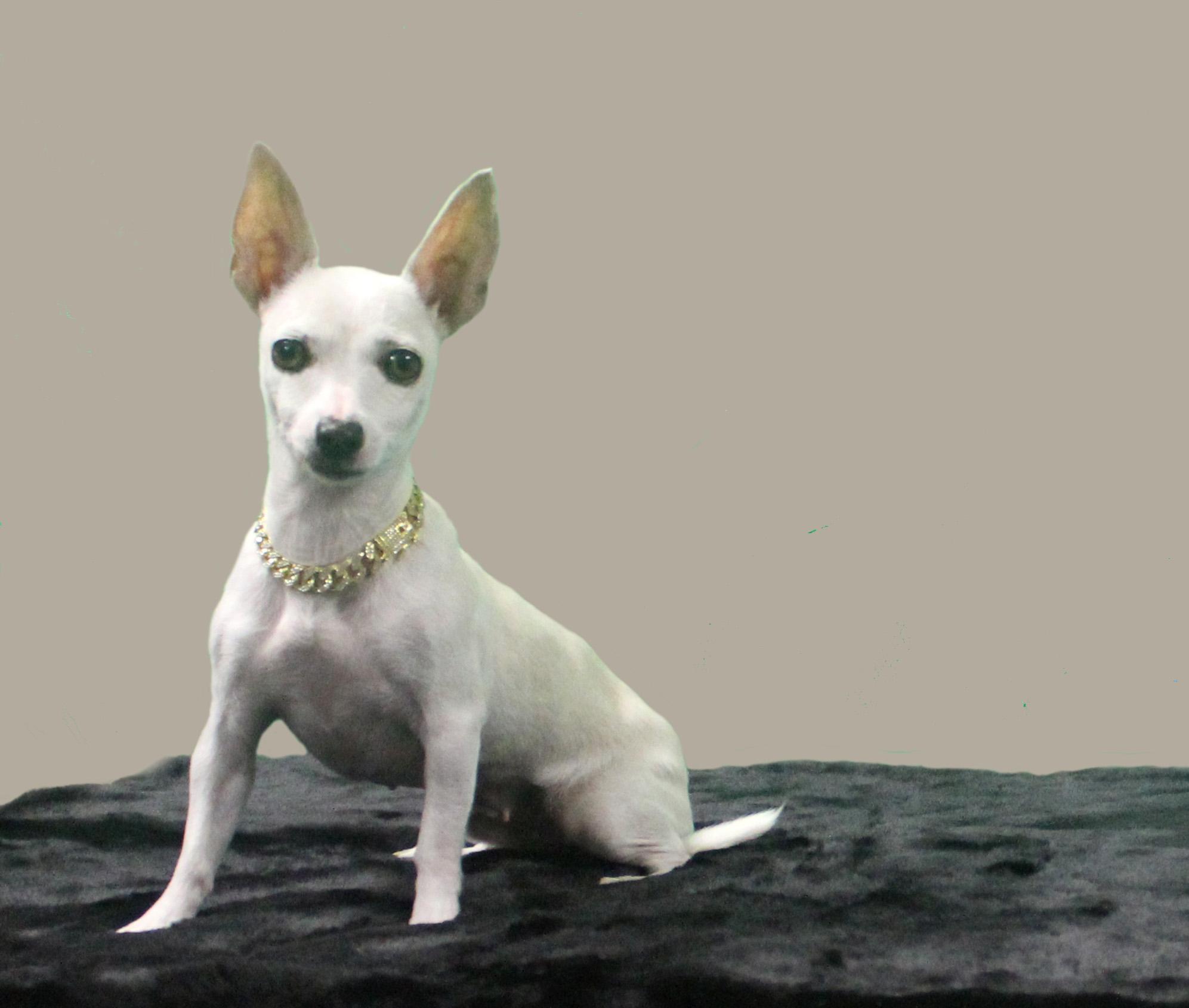 Enlarge STELLA LUNA, a Adoptable mixed breed in Inverness, FL image 2/6