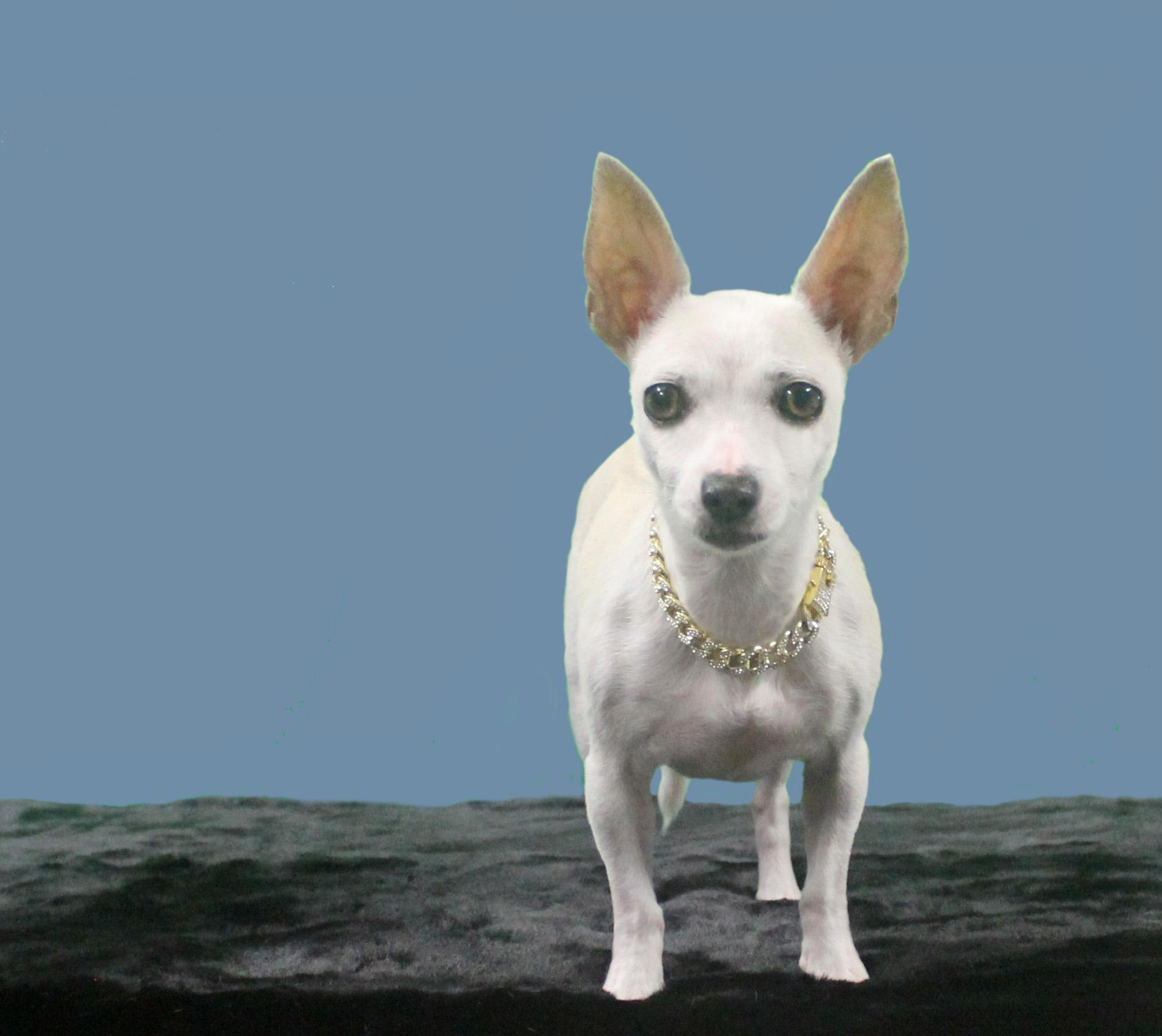 Enlarge STELLA LUNA, a Adoptable mixed breed in Inverness, FL image 3/6