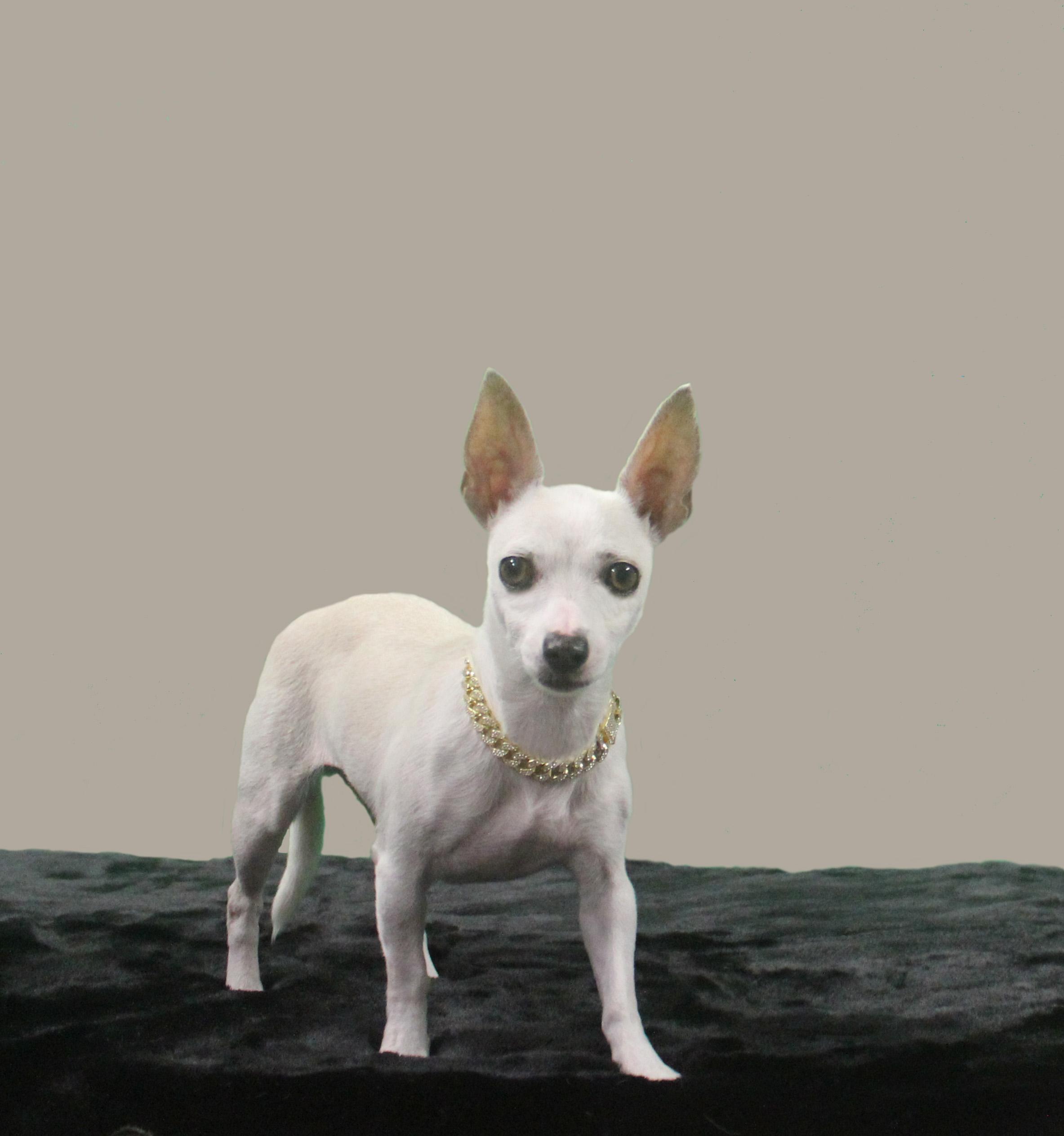 Enlarge STELLA LUNA, a Adoptable mixed breed in Inverness, FL image 6/6