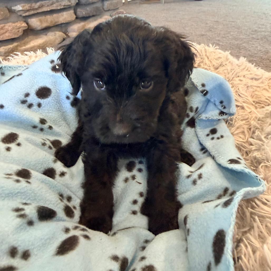 Jingle(Christmas Crew), Adoptable, Puppy Male Poodle & Labrador Retriever.