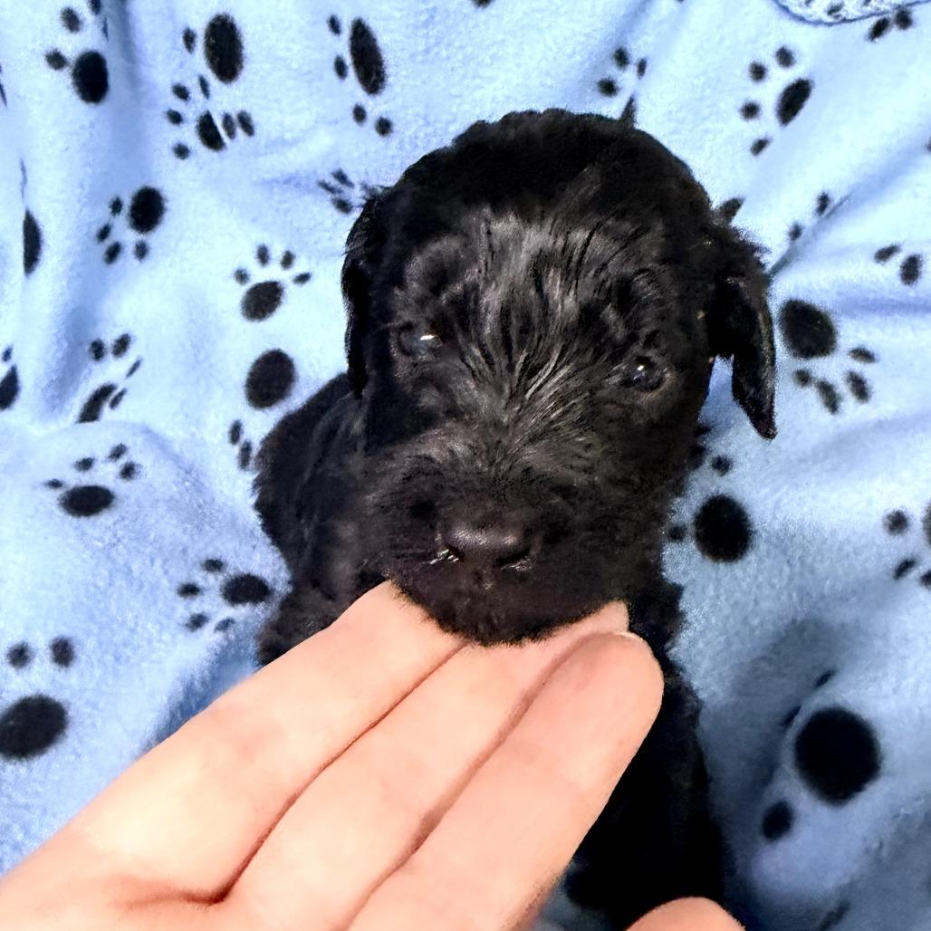 Enlarge Jingle(Christmas Crew), a Adoptable mixed breed in Lenoir, NC image 3/4