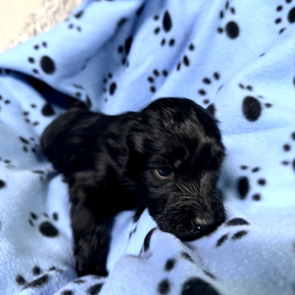 Enlarge Jingle(Christmas Crew), a Adoptable mixed breed in Lenoir, NC image 4/4