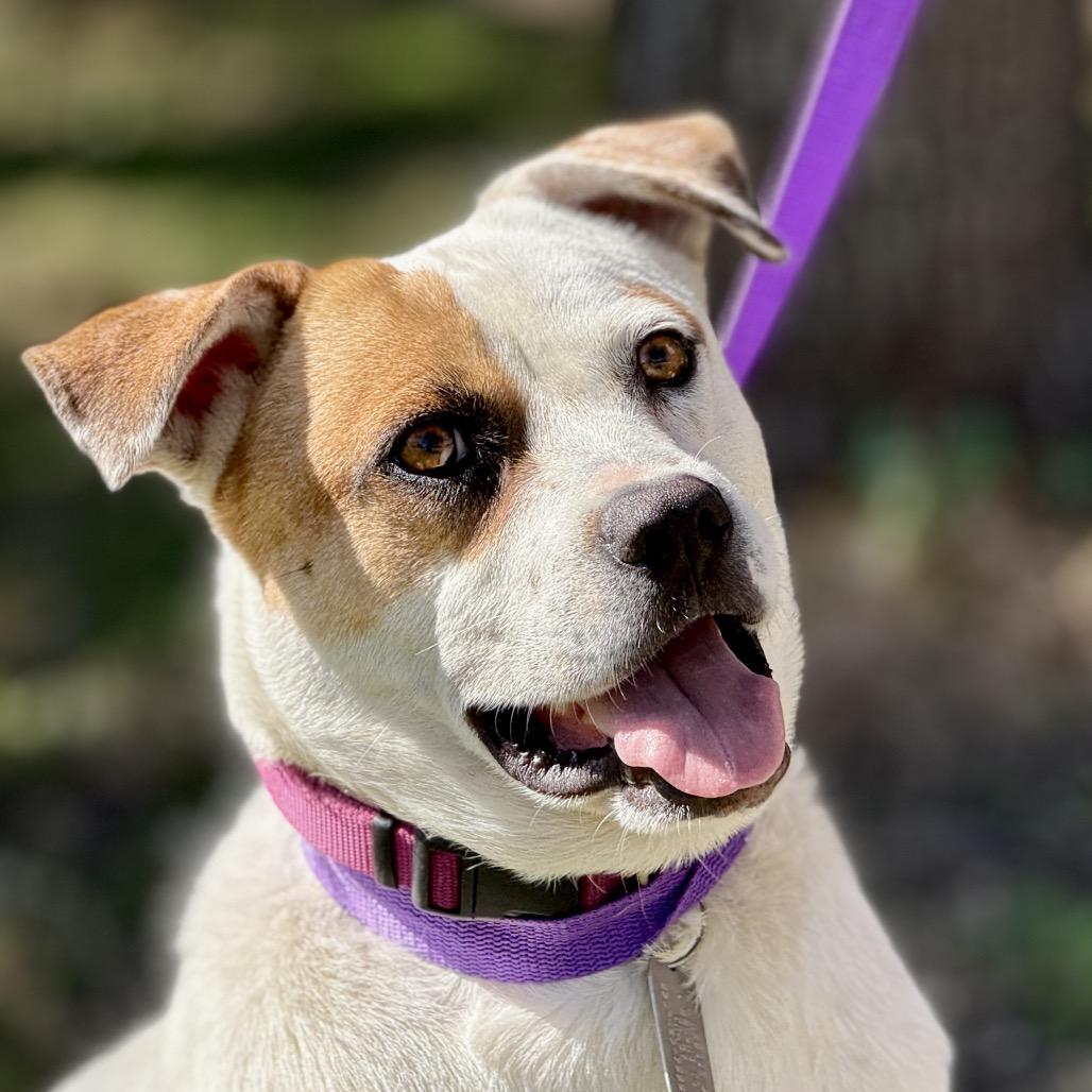 Jewel, Adoptable, Adult Female Boxer & Mixed Breed.