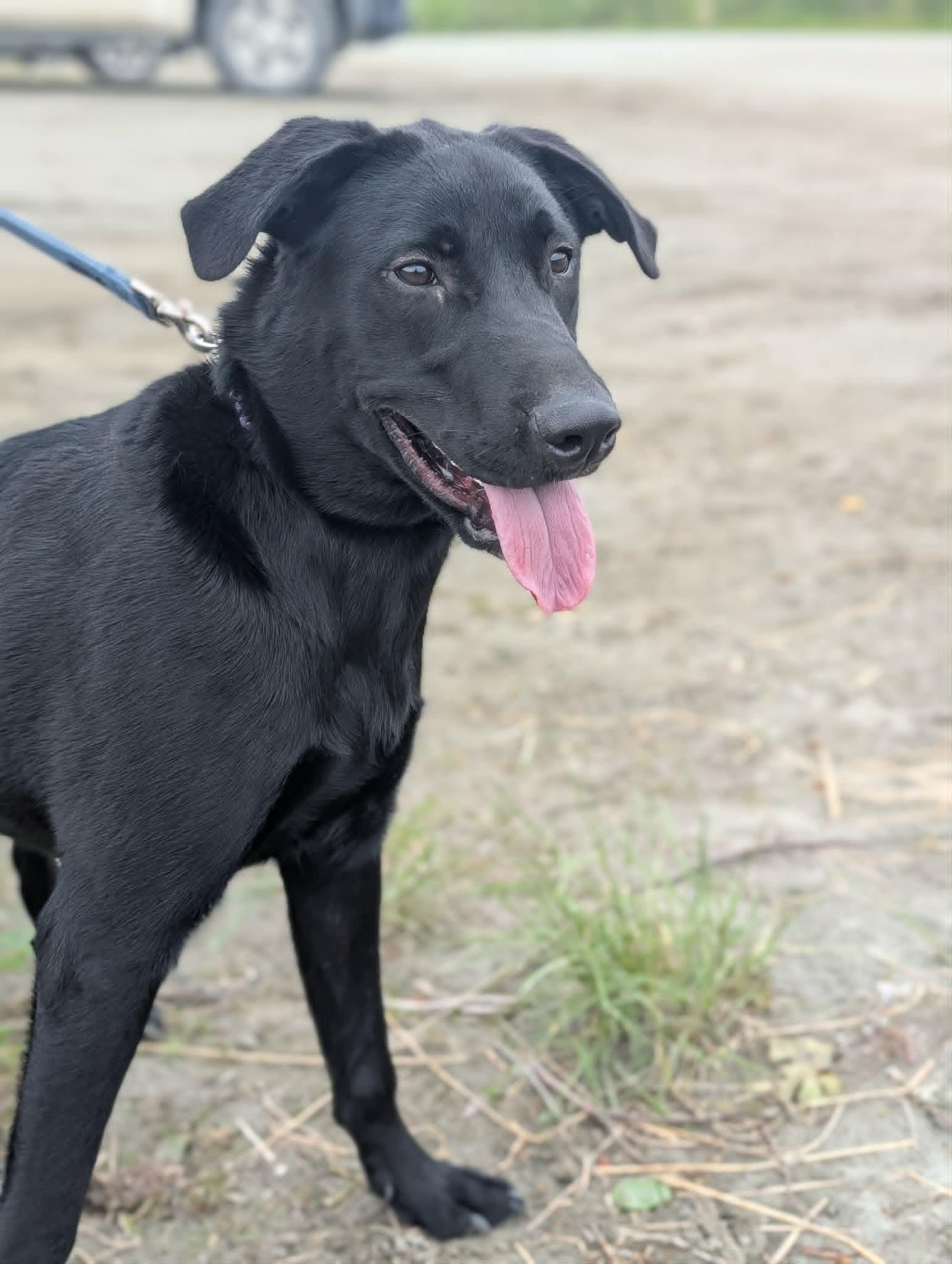 Rocky, a ADOPTABLE Black Labrador Retriever in Bethel, AK image 1/2
