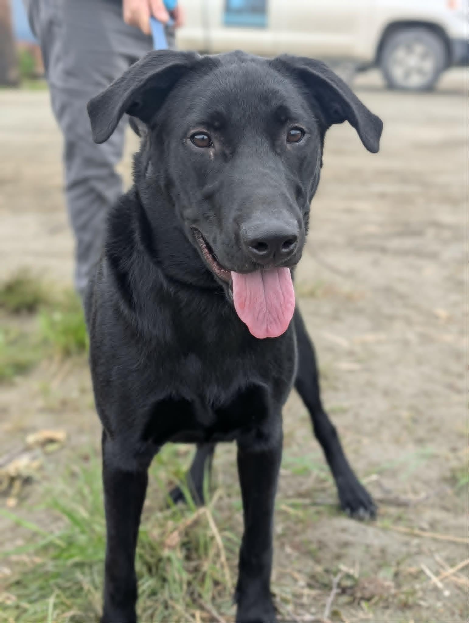 Rocky, a ADOPTABLE Black Labrador Retriever in Bethel, AK image 2/2
