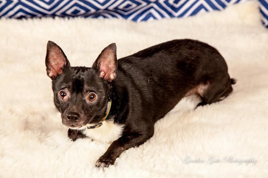 Enlarge Ozzie, a Adoptable Chihuahua in Elizabethtown, PA image 1/2