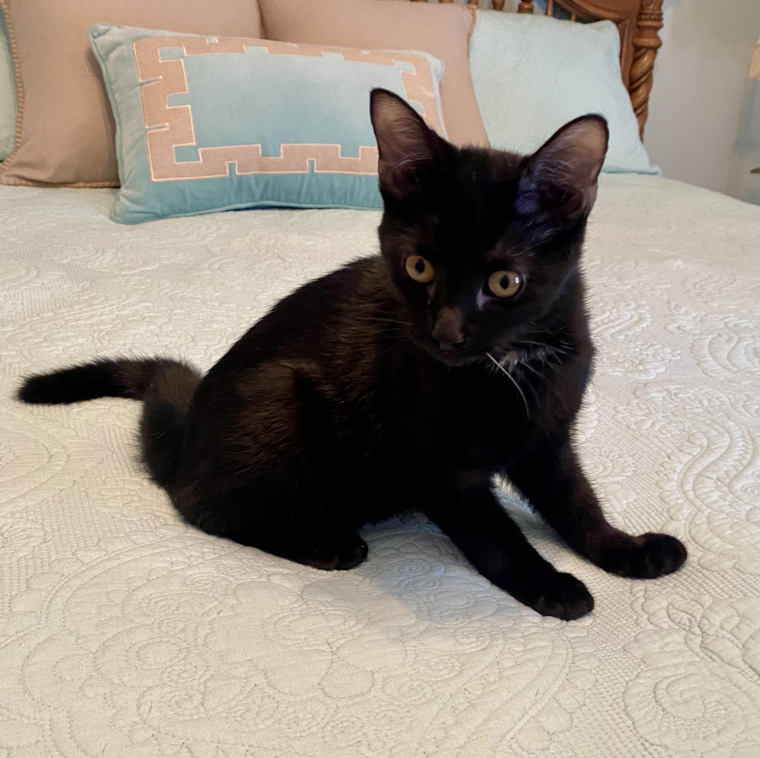 RasPurr, a Adoptable Domestic Short Hair in Lebanon, KY image 3/4