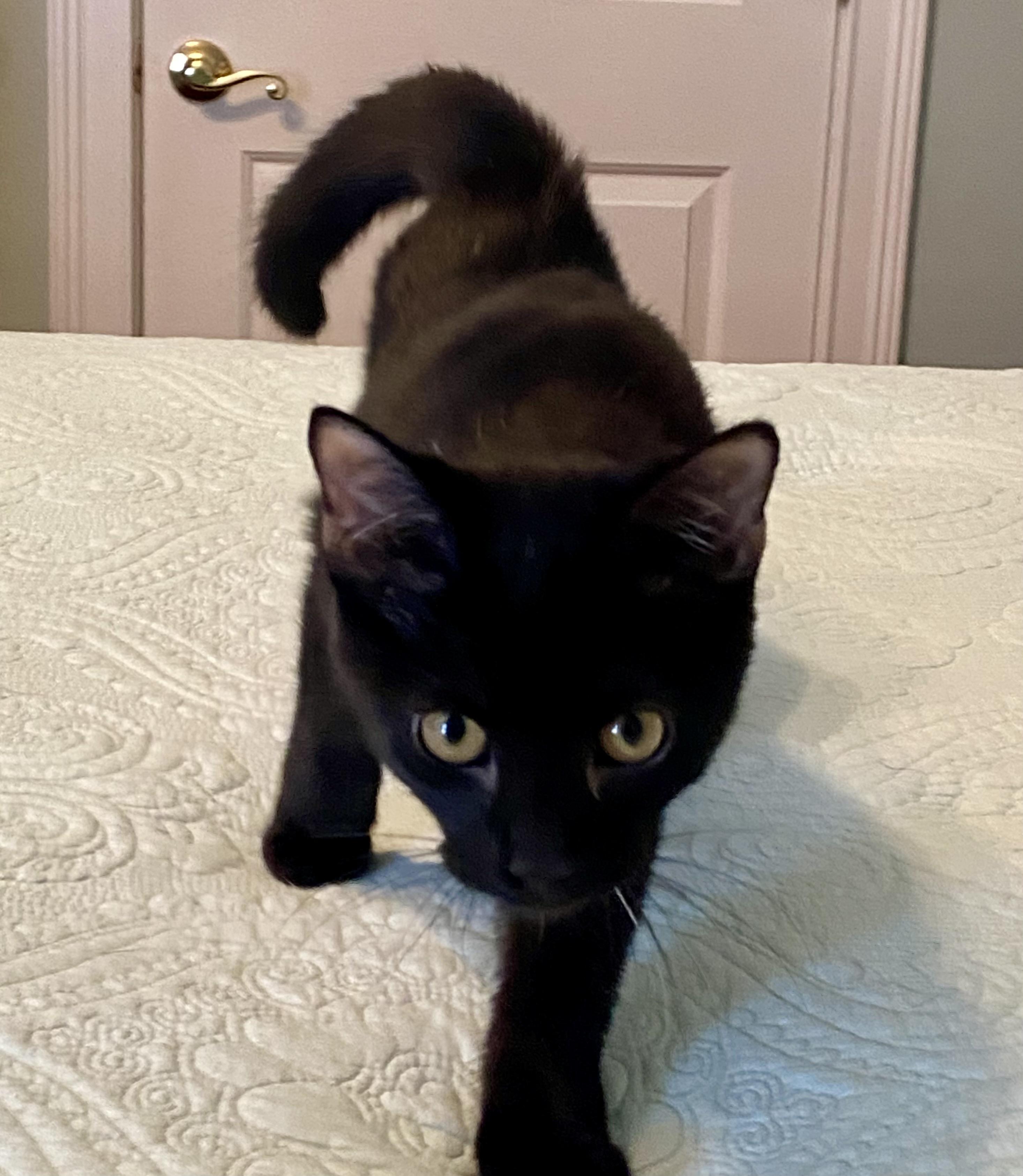 RasPurr, a Adoptable Domestic Short Hair in Lebanon, KY image 4/4