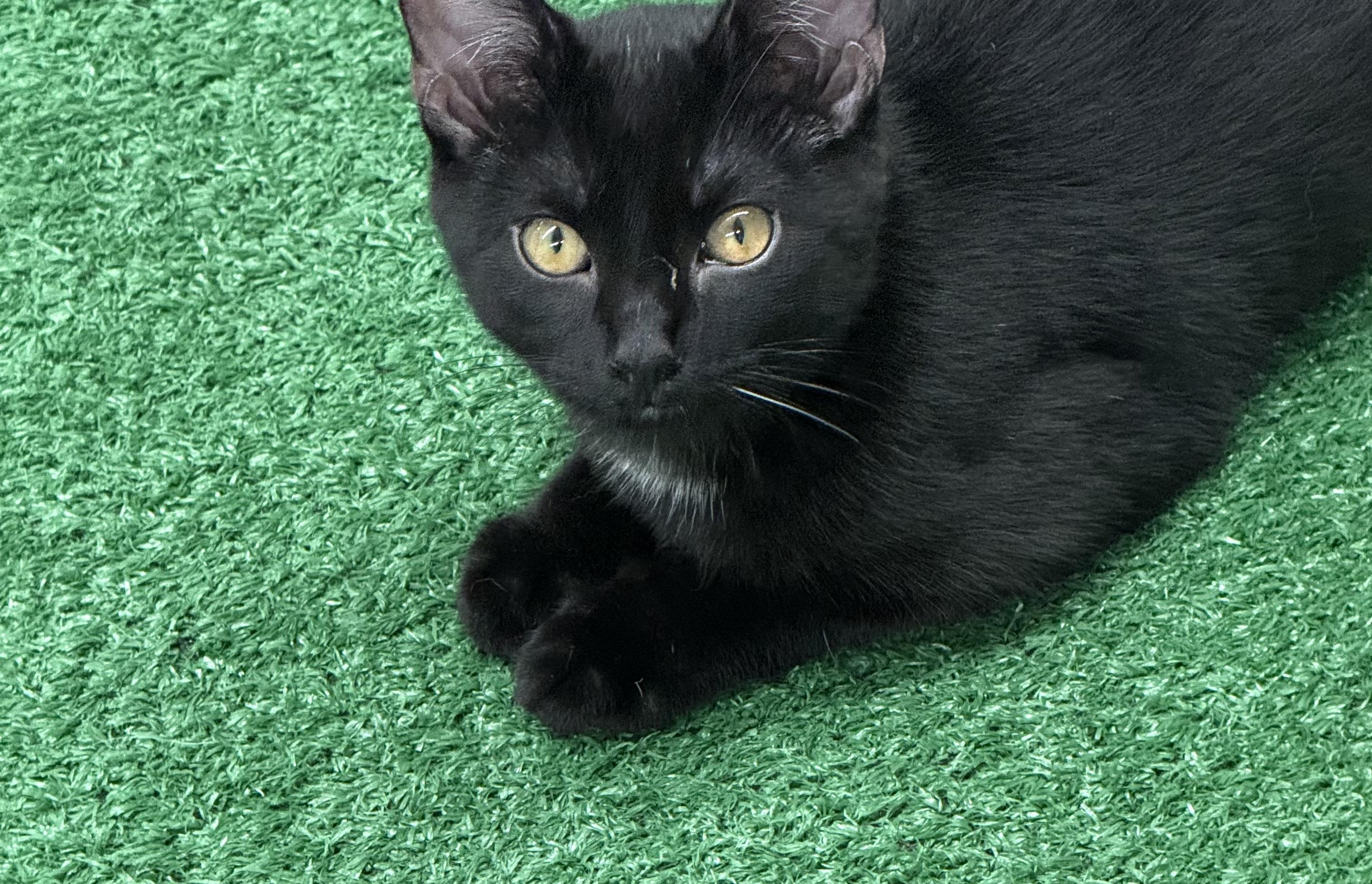 RasPurr, a Adoptable Domestic Short Hair in Lebanon, KY image 1/4