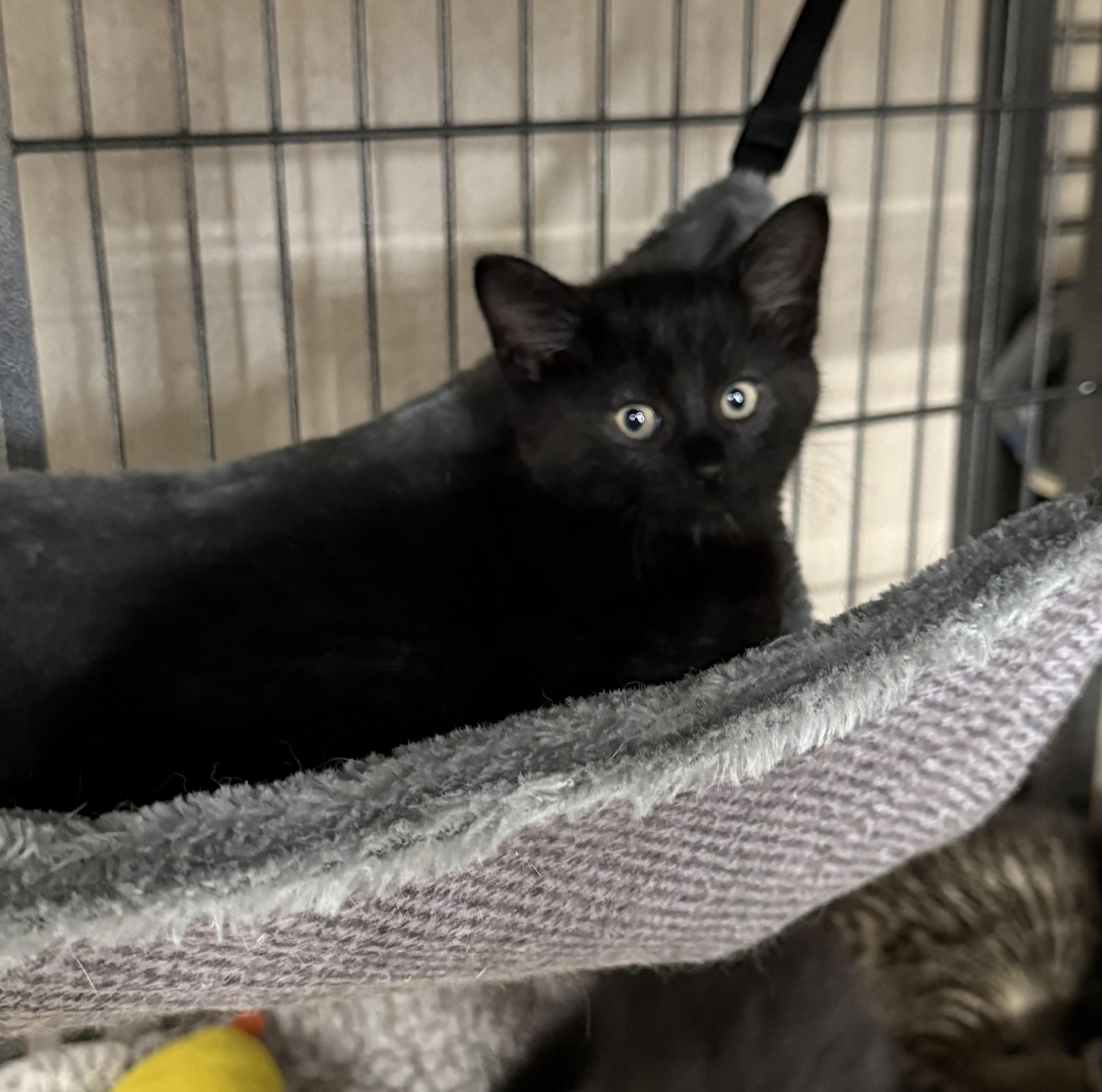 RasPurr, a Adoptable Domestic Short Hair in Lebanon, KY image 2/4