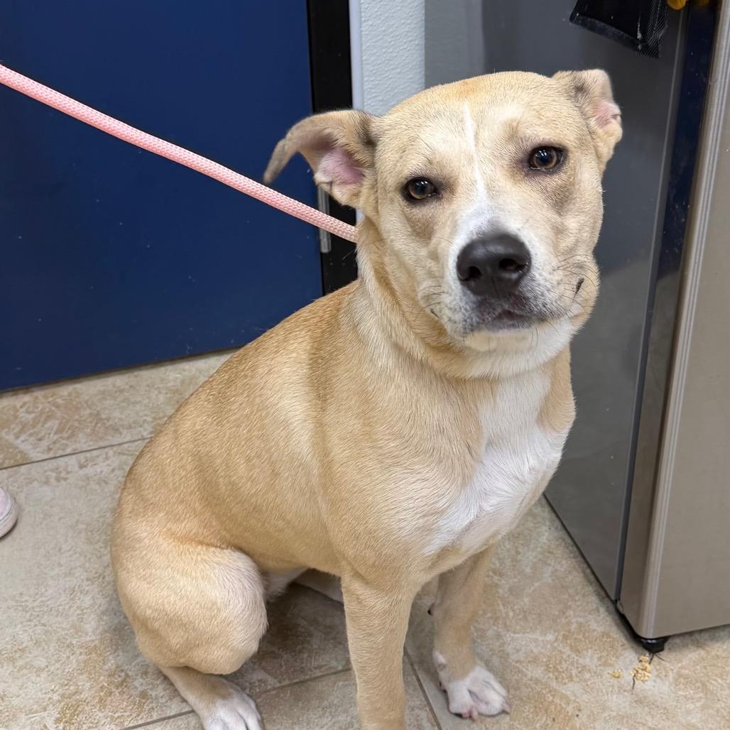 Comet, Adoptable, Young Female Pit Bull Terrier.