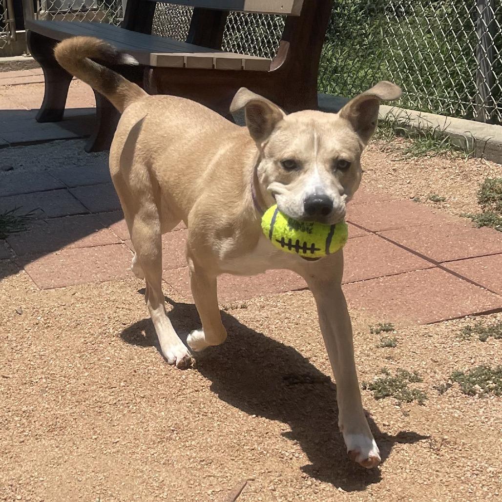 Comet, a Adoptable Pit Bull Terrier in Galveston, TX image 2/2