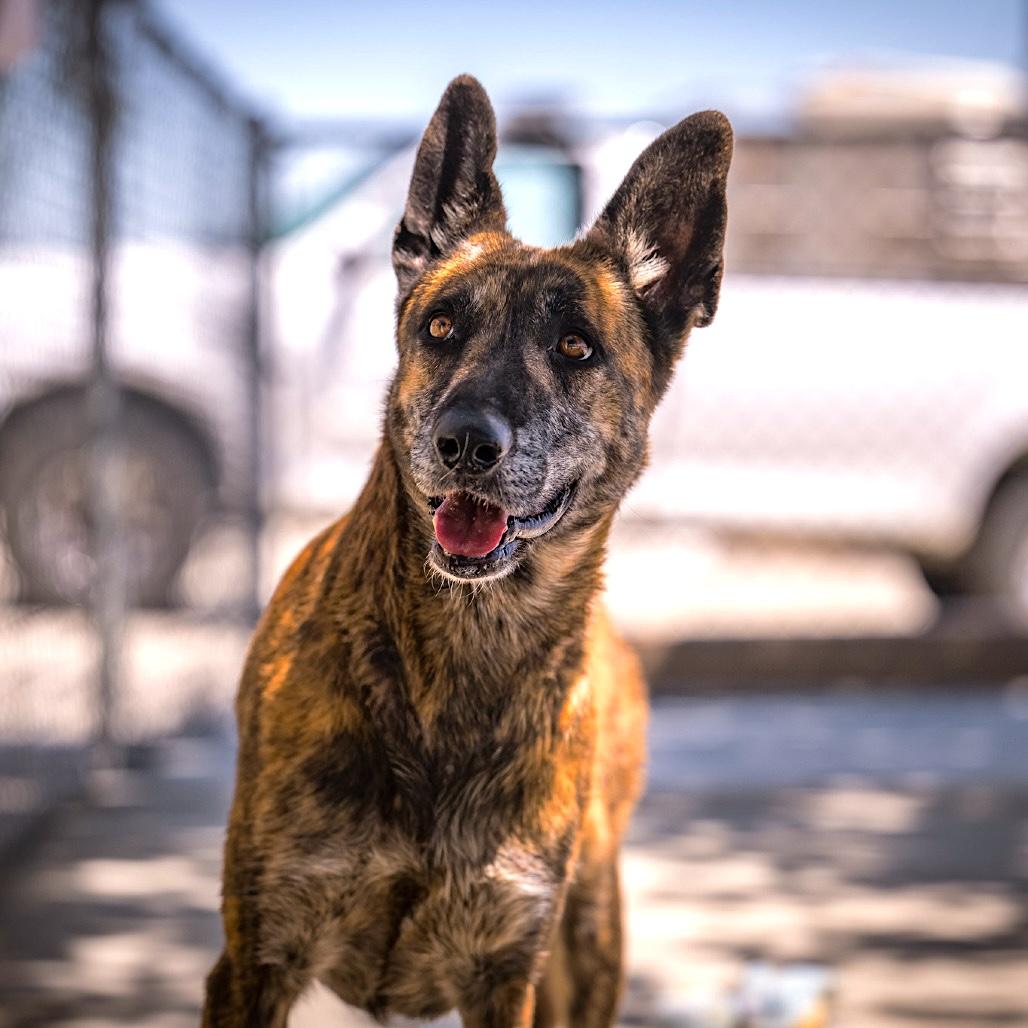 EVIE, a ADOPTABLE mixed breed in Joshua Tree, CA image 1/2