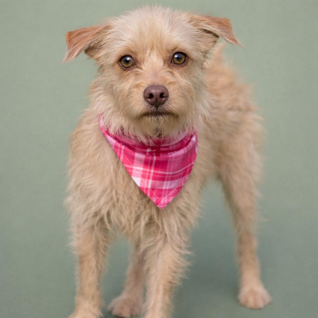 Fiona, Adoptable, Adult Female Terrier & Mixed Breed.