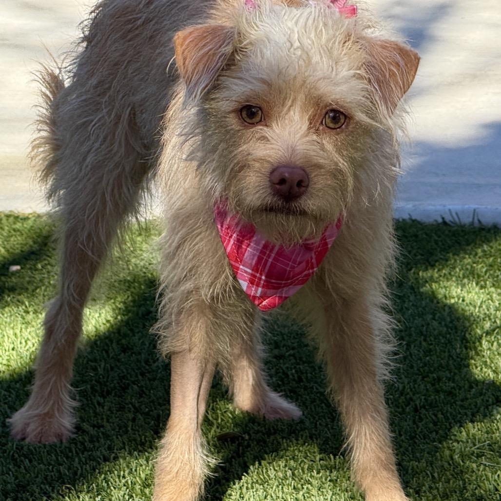 Enlarge Fiona, a Adoptable mixed breed in San Antonio, TX image 2/6