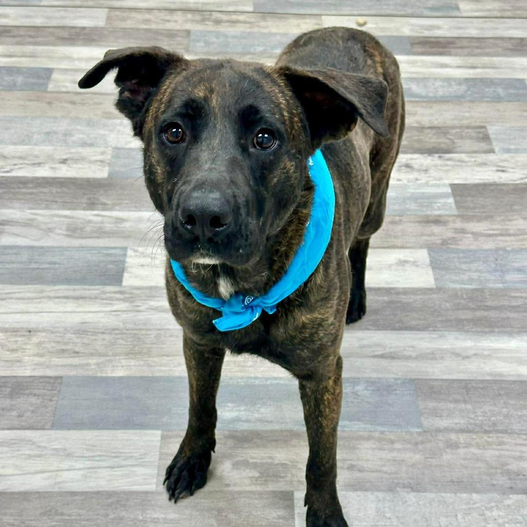 Enlarge Bear, a Adoptable Black Mouth Cur in Lufkin, TX image 1/3