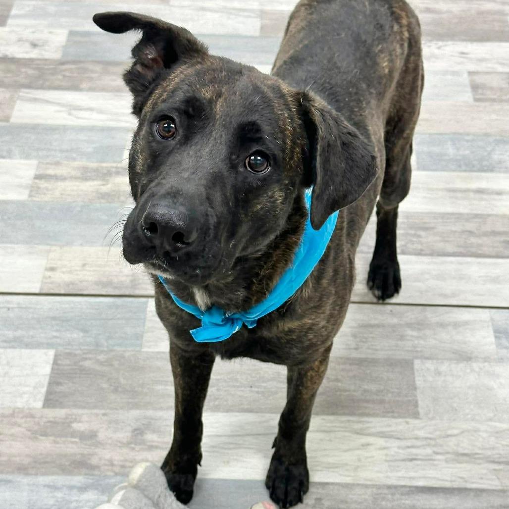 Enlarge Bear, a Adoptable Black Mouth Cur in Lufkin, TX image 2/3