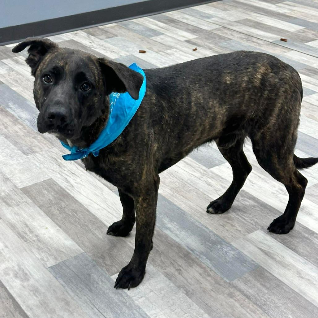 Enlarge Bear, a Adoptable Black Mouth Cur in Lufkin, TX image 3/3