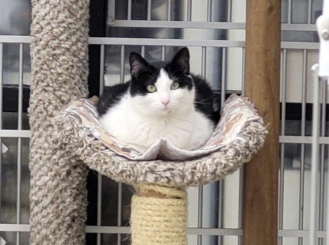 Enlarge Luna, a ADOPTABLE Domestic Short Hair in Warren, OH image 2/3