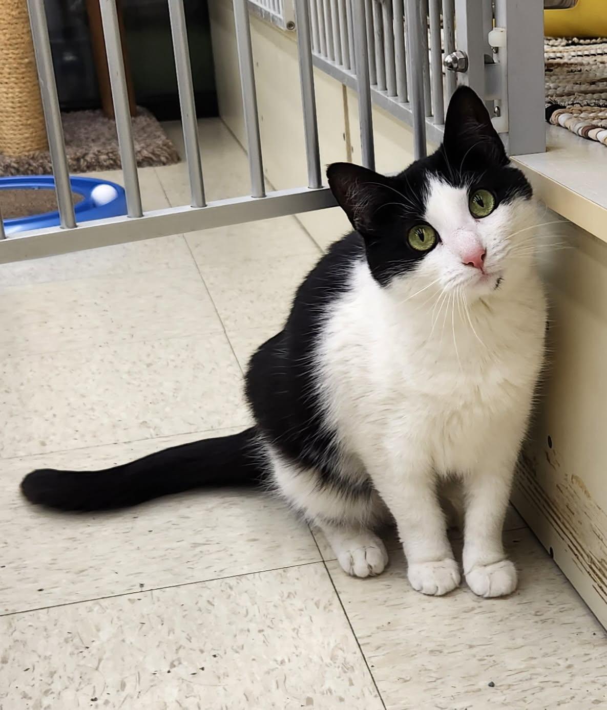 Luna, ADOPTABLE, Adult Female Domestic Short Hair.