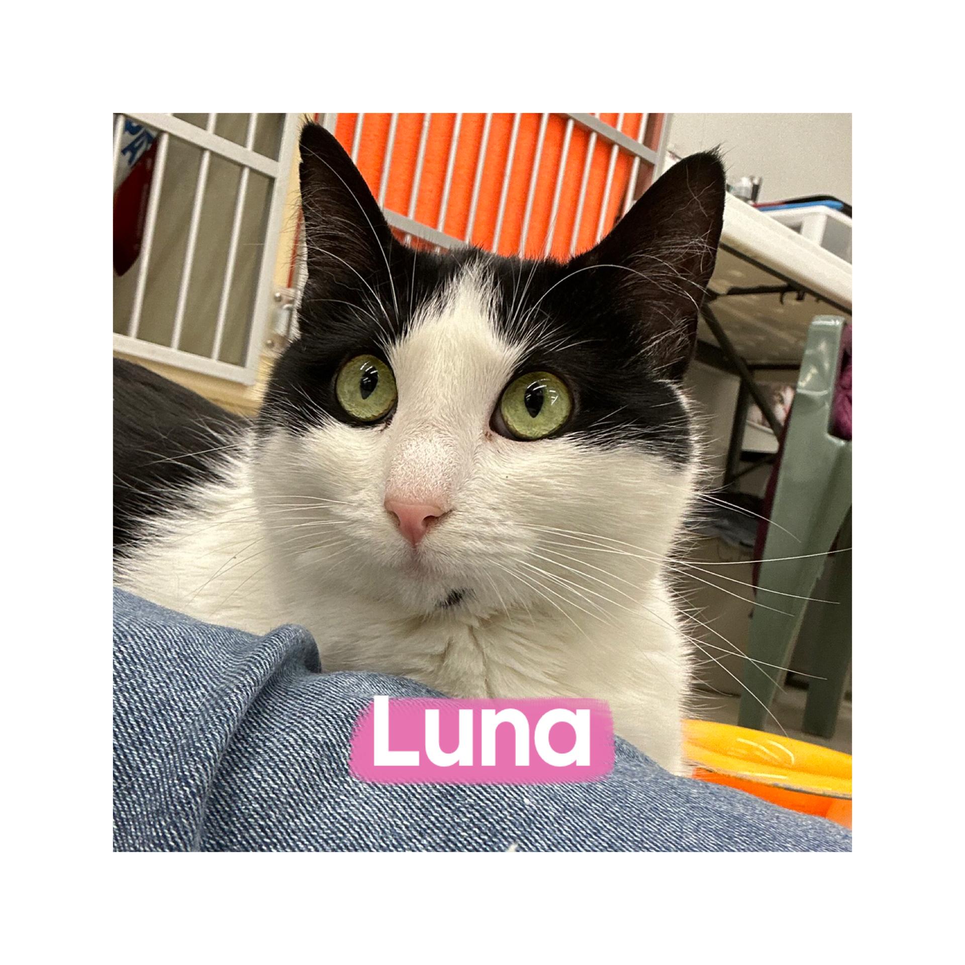 Enlarge Luna, a ADOPTABLE Domestic Short Hair in Warren, OH image 3/3