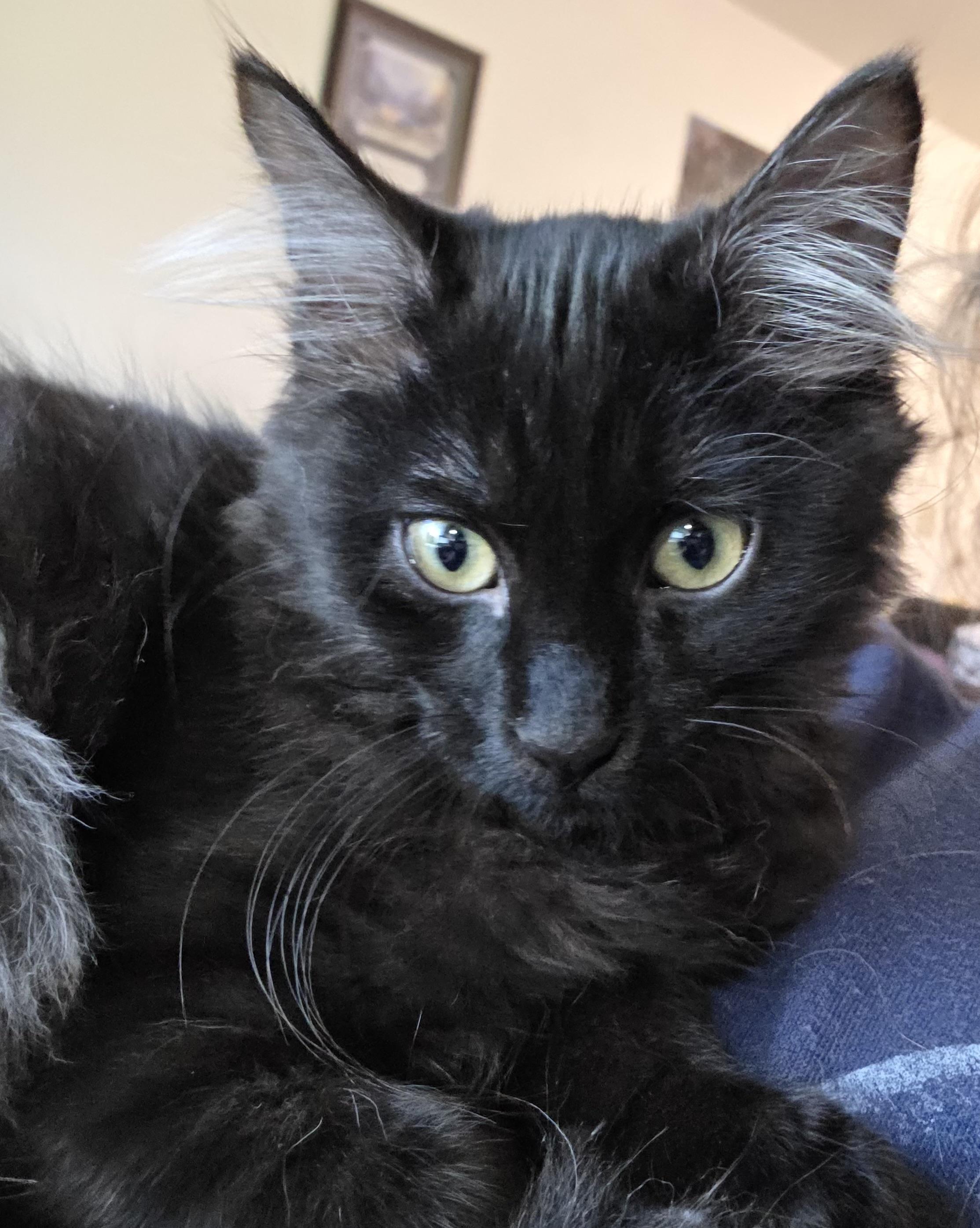 Portobello, a Adoptable Domestic Medium Hair in Midvale, UT image 1/3