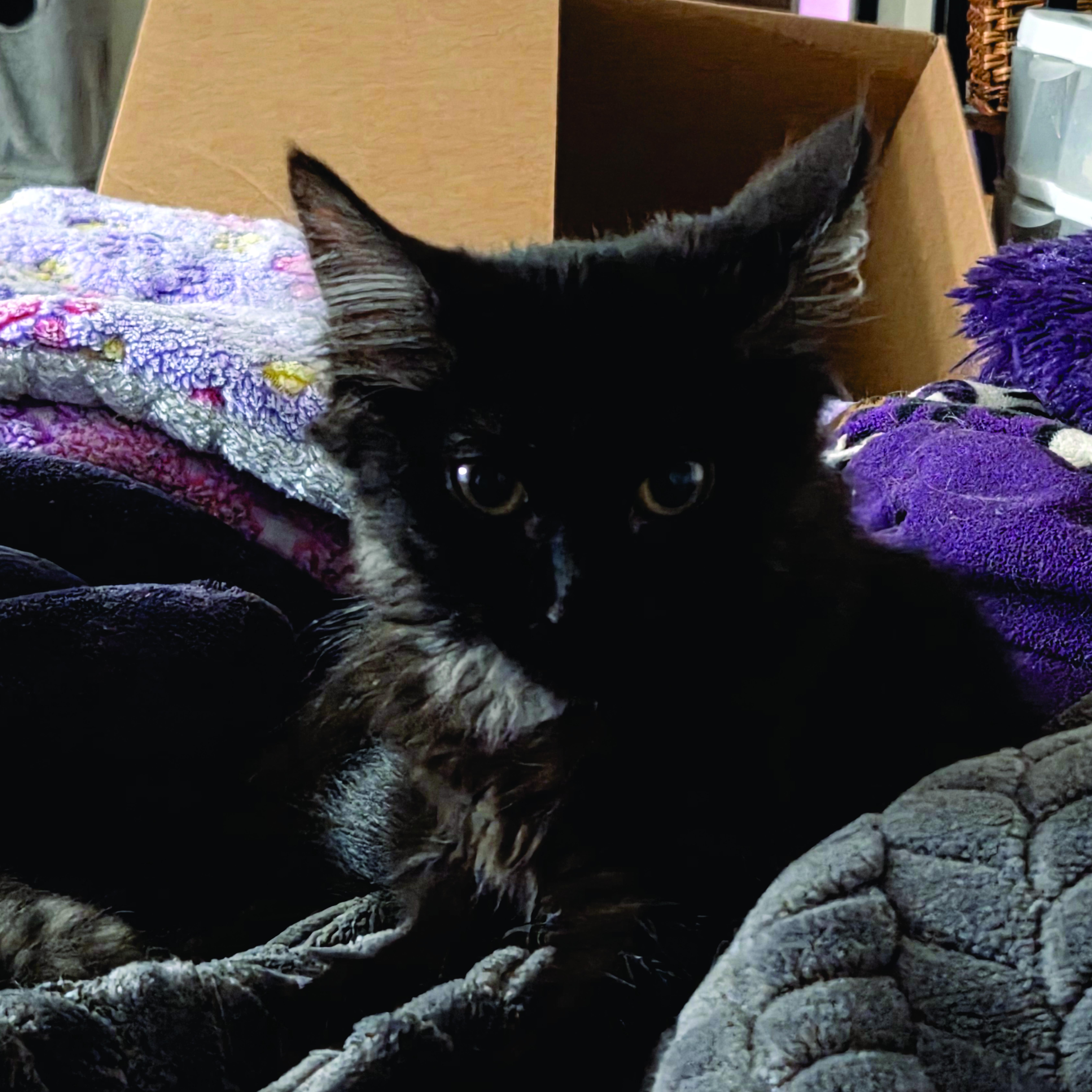 Portobello, a Adoptable Domestic Medium Hair in Midvale, UT image 2/3