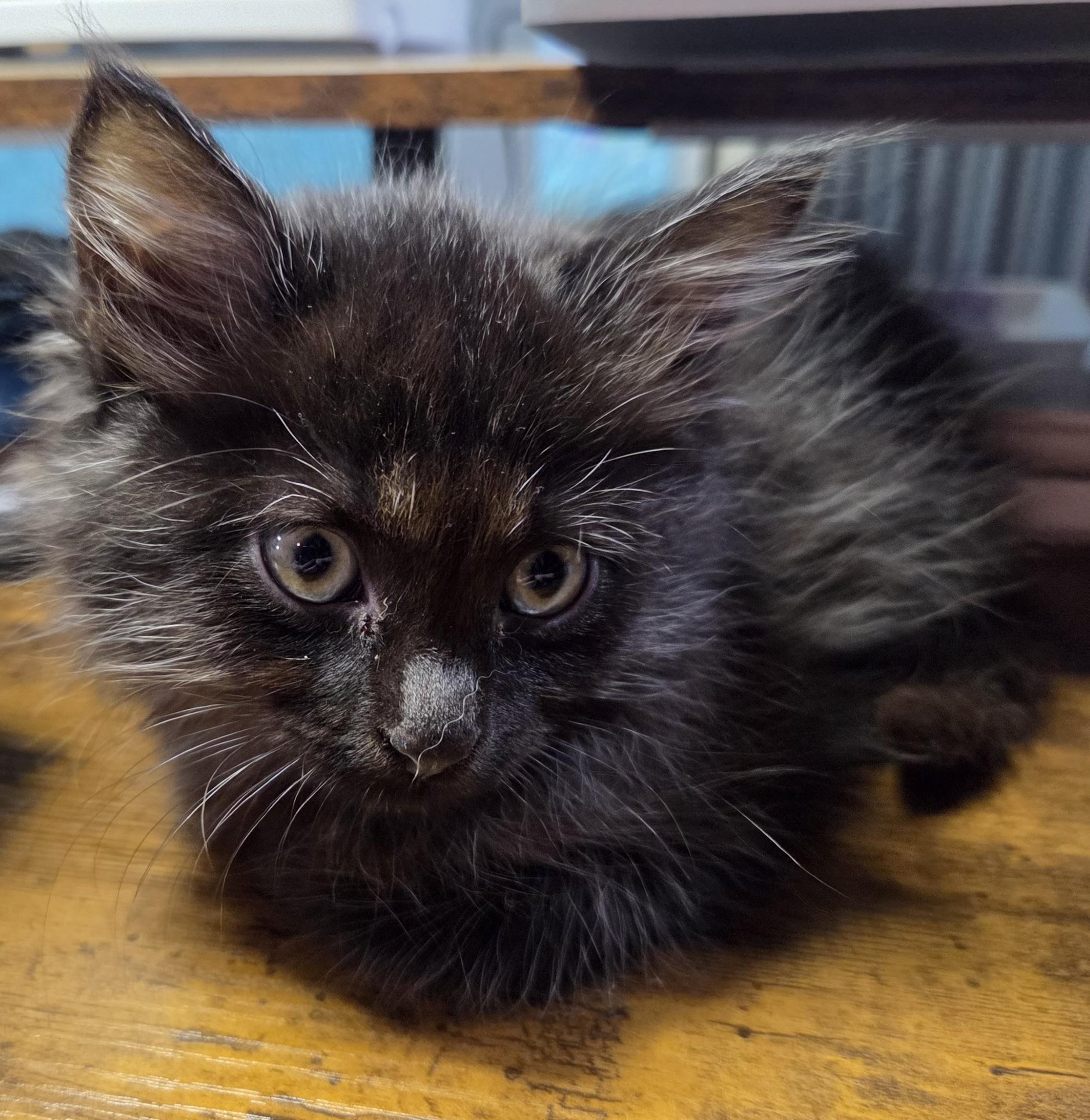 Portobello, a Adoptable Domestic Medium Hair in Midvale, UT image 3/3