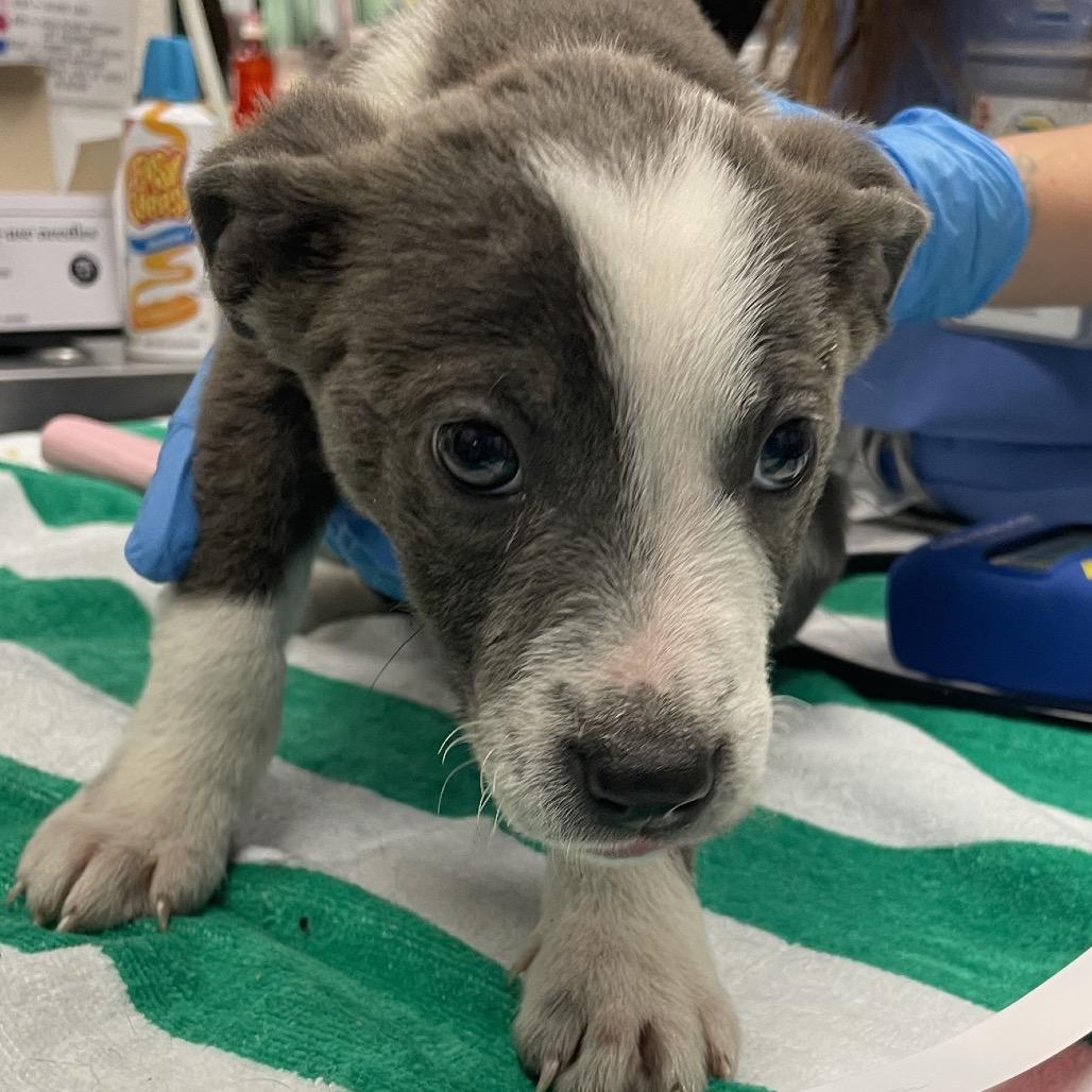 Jack Frost, Adoptable, Puppy Male Jack Russell Terrier & Mixed Breed.