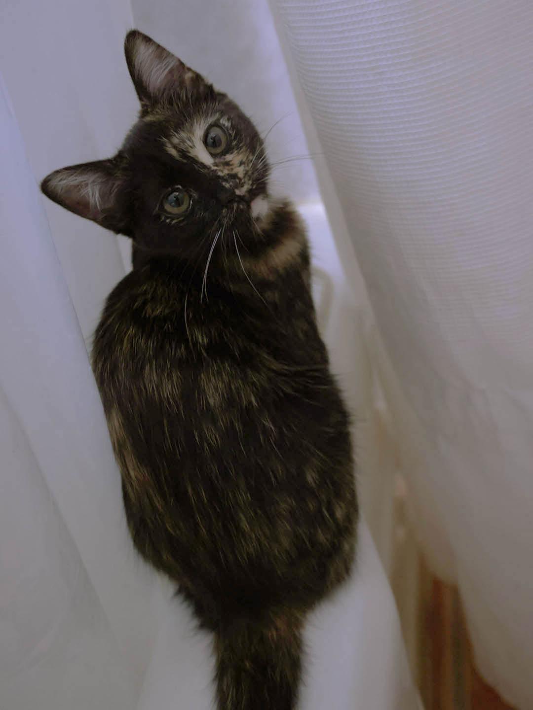 Moana, an adopted Domestic Short Hair in Denver, CO image 3/3