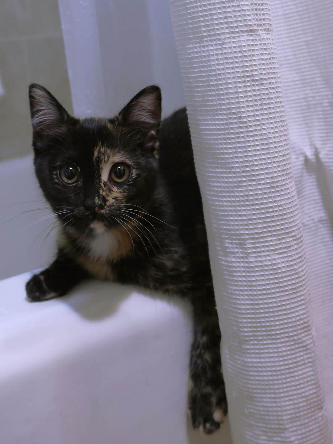 Moana, adopted, Kitten Female Domestic Short Hair.