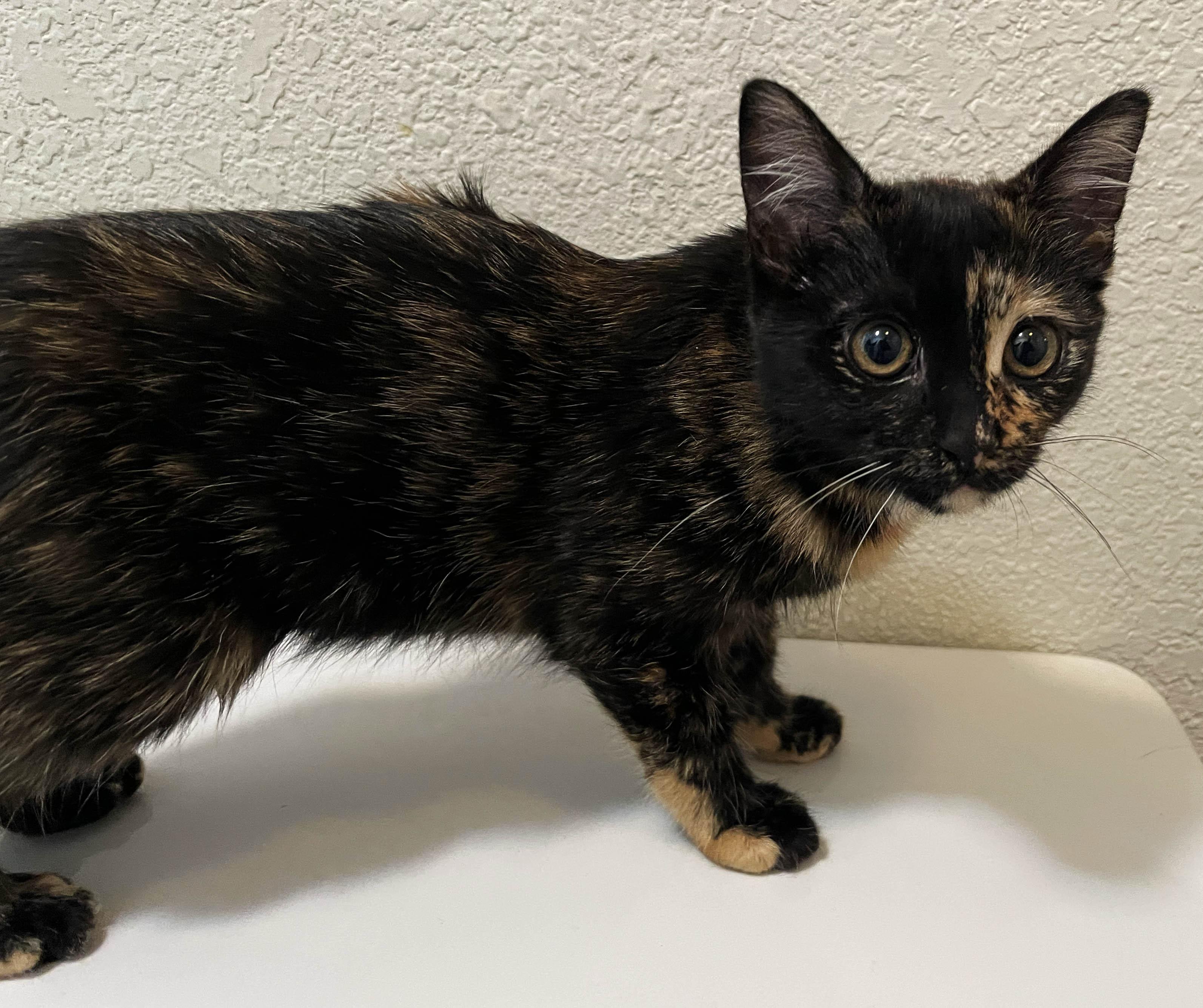 Moana, an adopted Domestic Short Hair in Denver, CO image 2/3