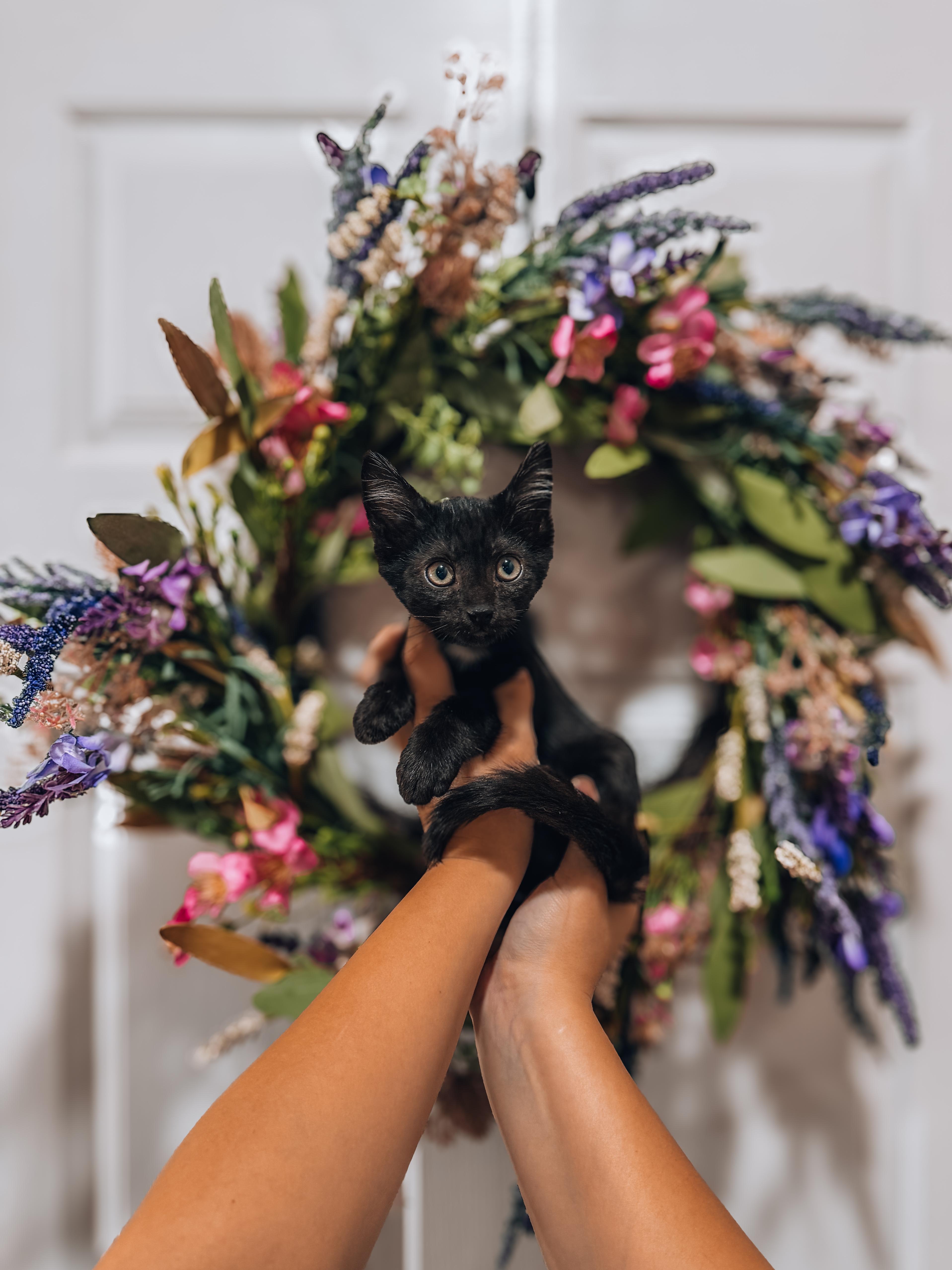 Chap, Adoptable, Kitten Male Domestic Short Hair.