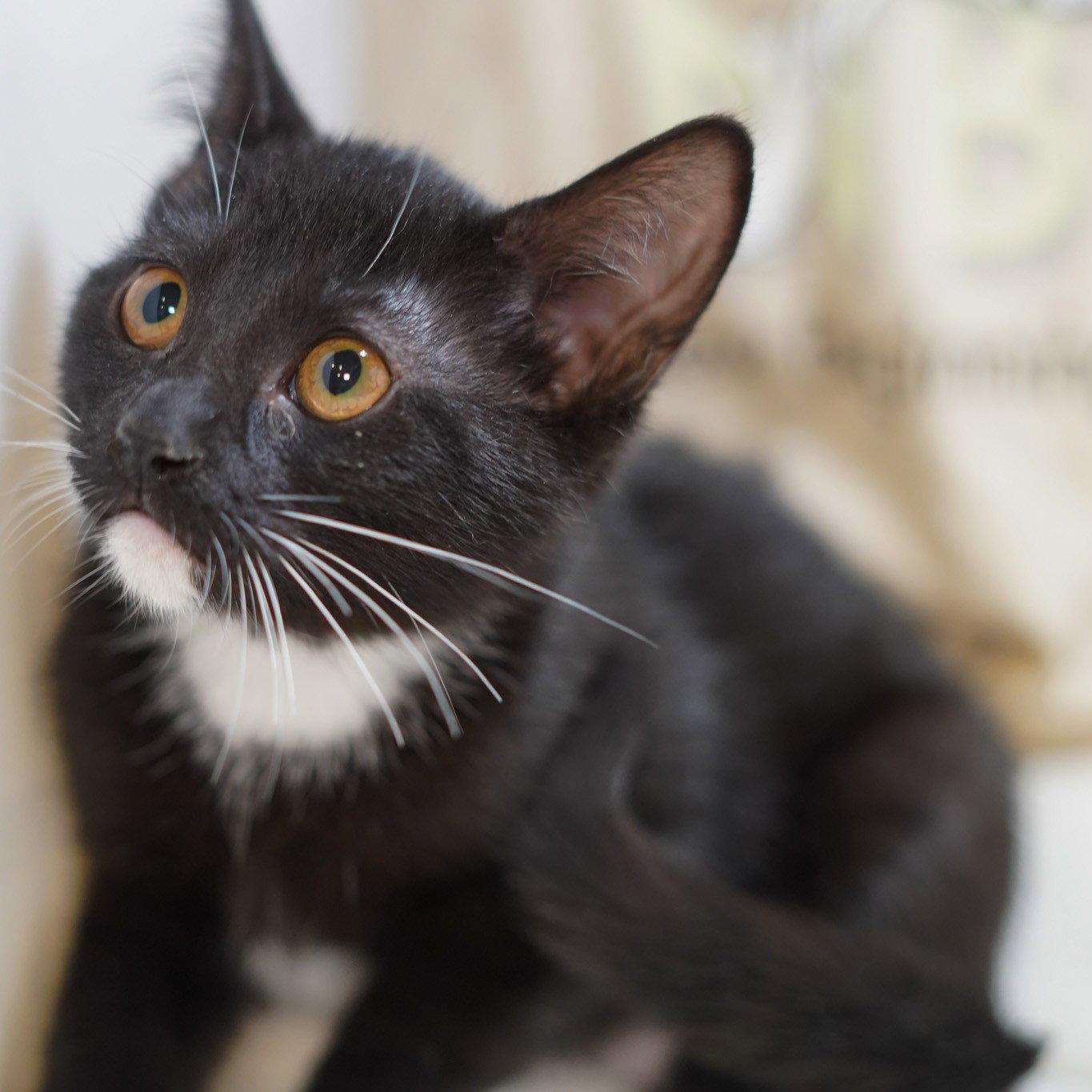 Molly, a Adoptable mixed breed in Garland, TX image 1/2