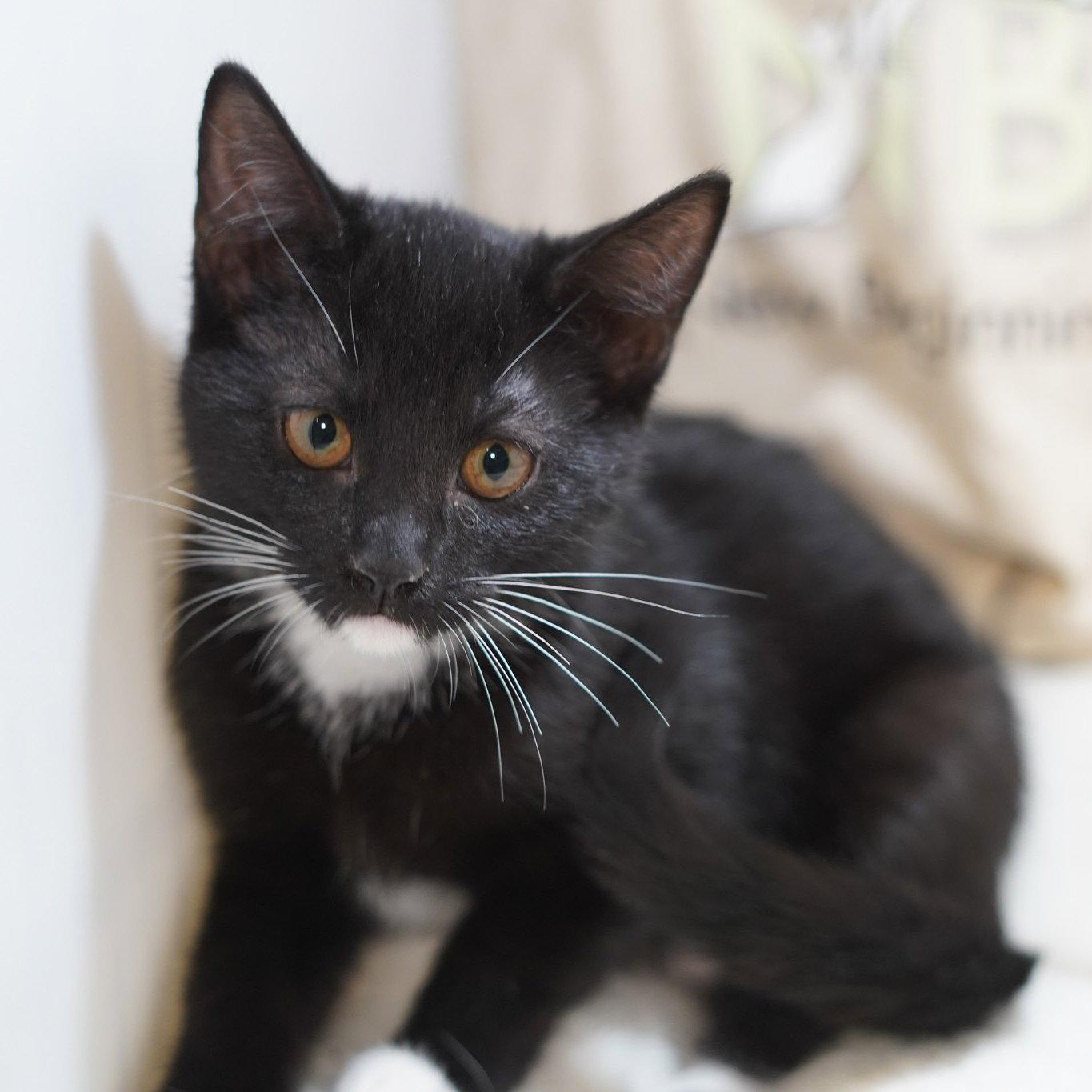 Molly, a Adoptable mixed breed in Garland, TX image 2/2