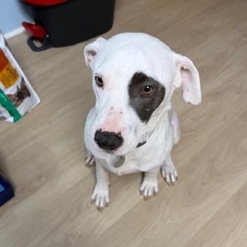 Rori 22315 — thumbnail 3