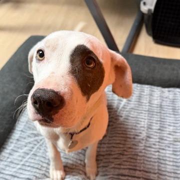 Rori 22315 — thumbnail 4