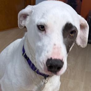 Rori 22315 — thumbnail 5