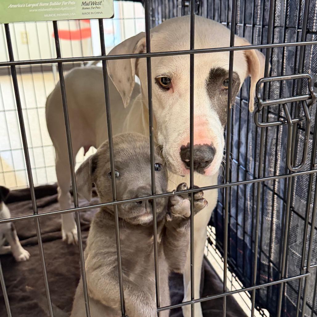 Rori 22315 — thumbnail 6