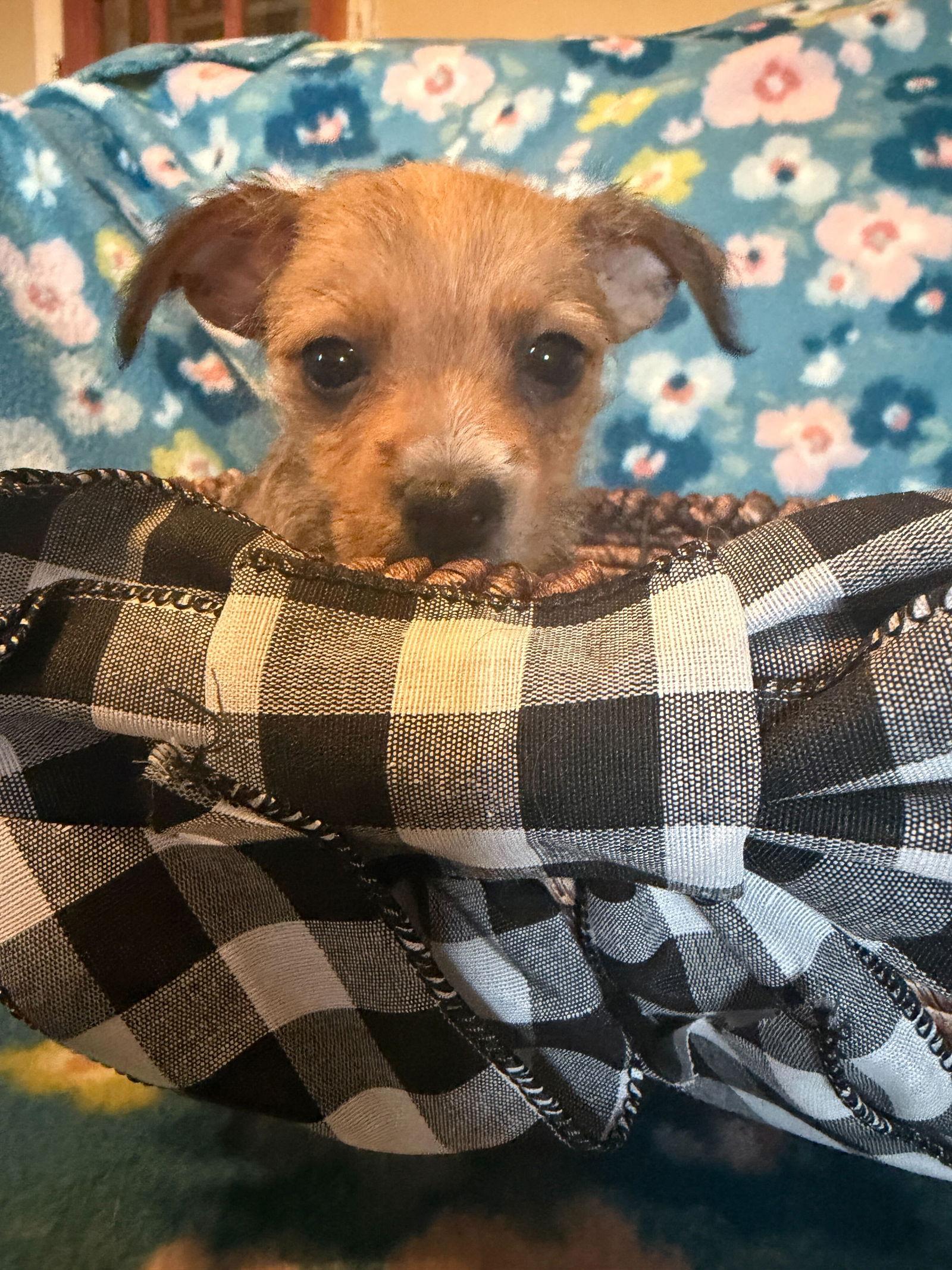 Raul - a Lucy pup, Adoptable, Puppy Male Chihuahua.